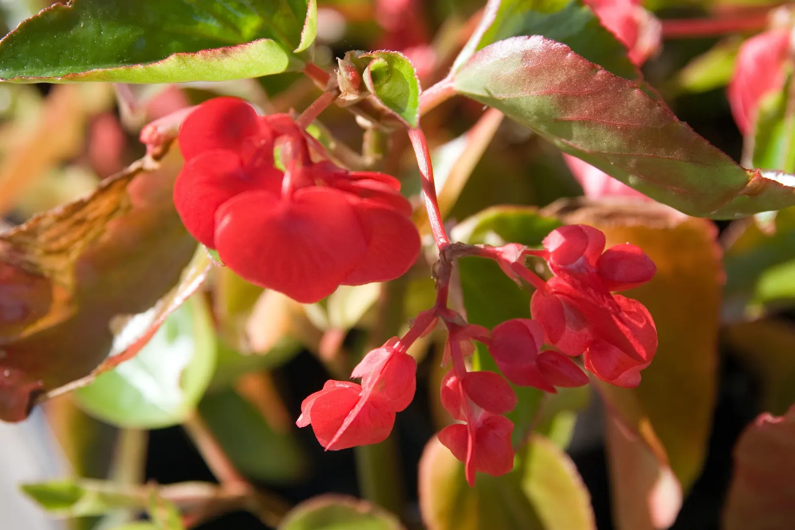 Dragon Wing® Red Bronze Leaf (Begonia interspecific) — Ideal for adding vibrant color contrast, it reaches 15-18 inches in height with an equal spread