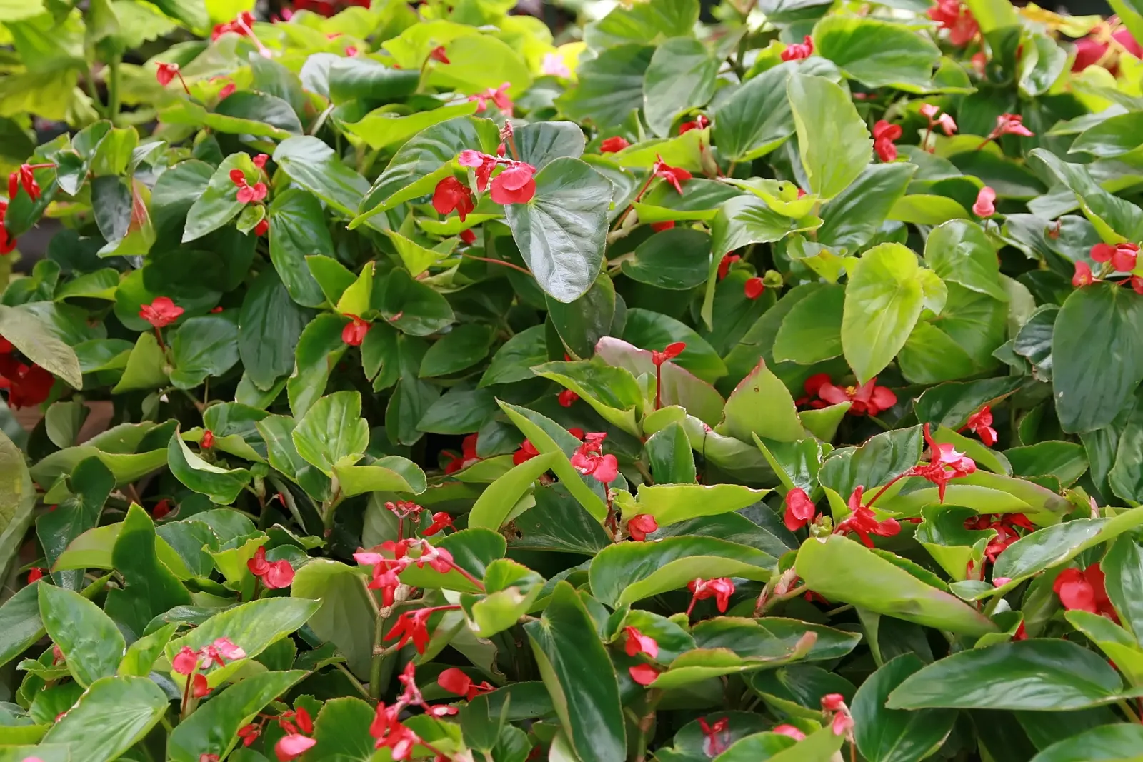 Dragon Wing® Red Bronze Leaf (Begonia interspecific) — is a vibrant and resilient addition to any landscape design