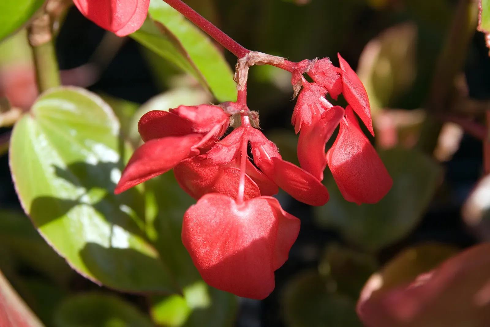 Dragon Wing® Red Bronze Leaf (Begonia interspecific) — This heat-tolerant perennial thrives in partial to full shade and requires well-draining soil