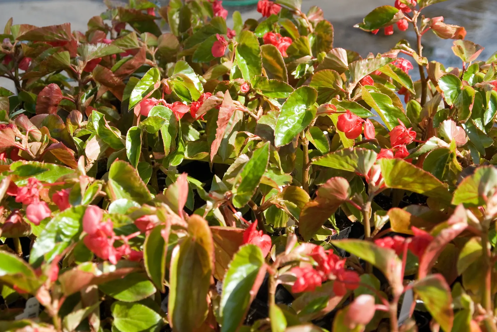 Dragon Wing® Red Bronze Leaf (Begonia interspecific) — angel-wing-shaped leaves that provide a lush green backdrop to its striking red flowers