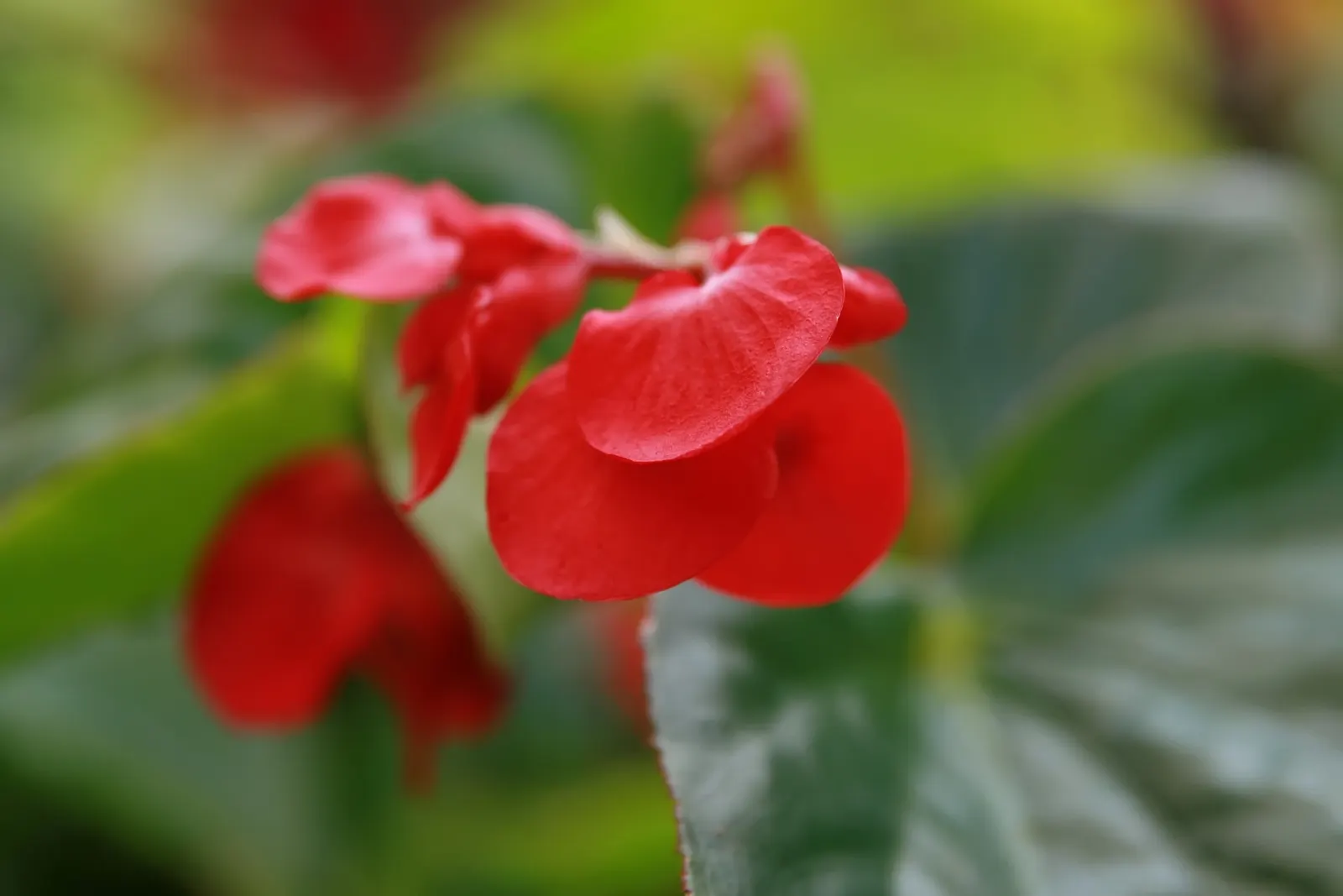 Dragon Wing® Red Bronze Leaf (Begonia interspecific) — This hybrid begonia cultivar is well-loved for its lush