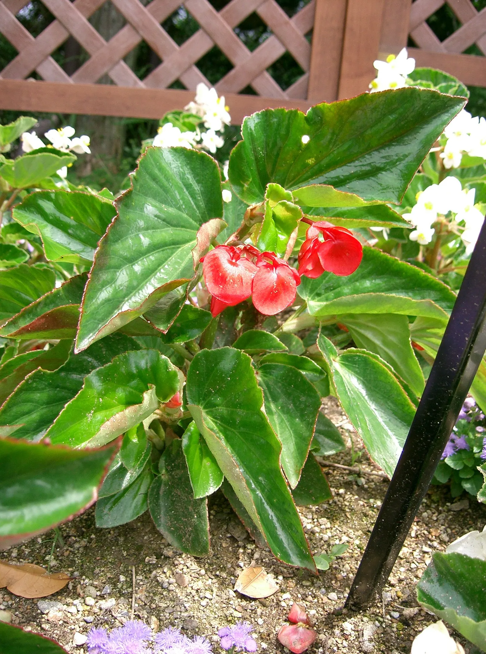 Dragon Wing® Red Bronze Leaf (Begonia interspecific) — Begonia 'Dragon Wing Red'