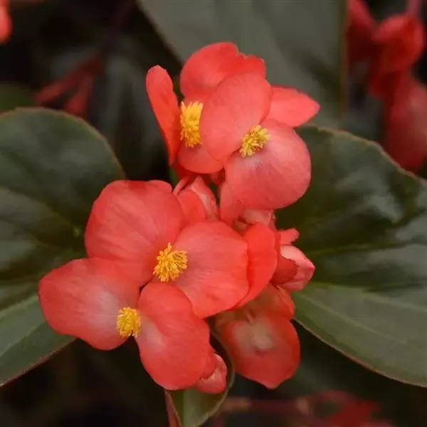 Dragon Wing® Red Bronze Leaf (Begonia interspecific) — The Red Dragon Wing Begonia