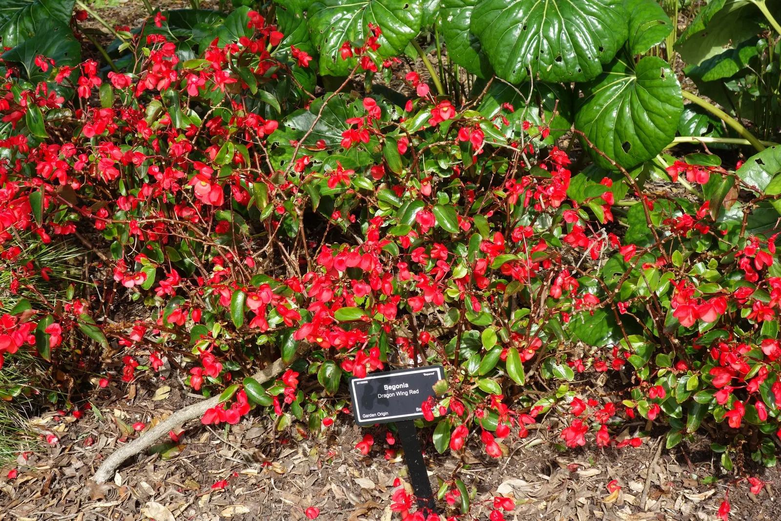 Dragon Wing® Red Bronze Leaf (Begonia interspecific) — scientifically known as Begonia 'Dragon Wing Red'