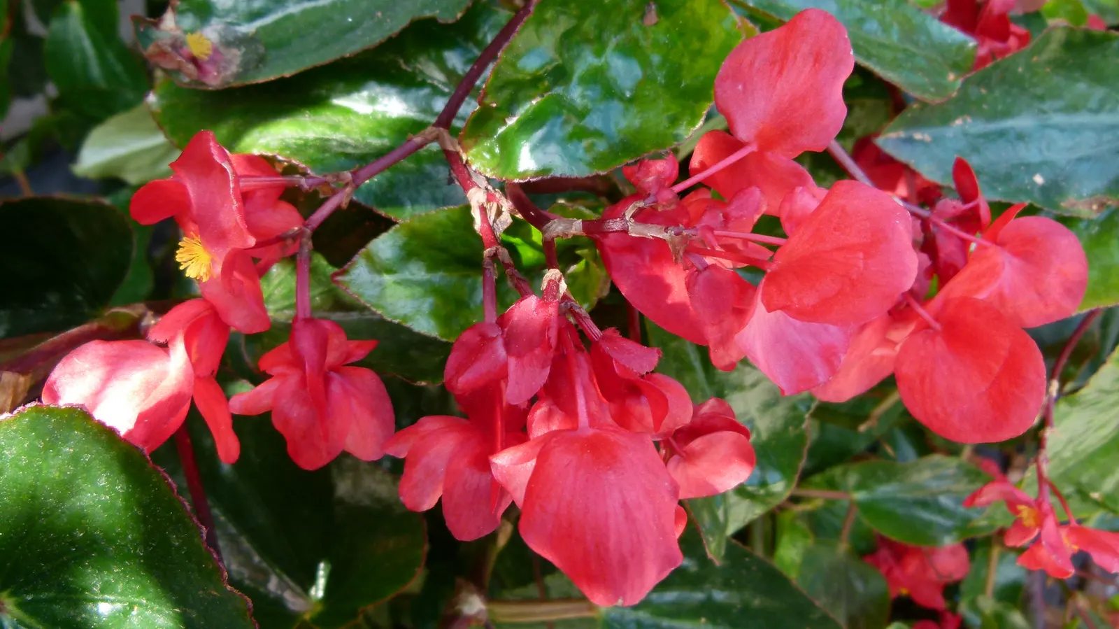 Dragon Wing® Red Bronze Leaf (Begonia interspecific) — Its continuous blooms from spring to frost make it perfect for hanging baskets