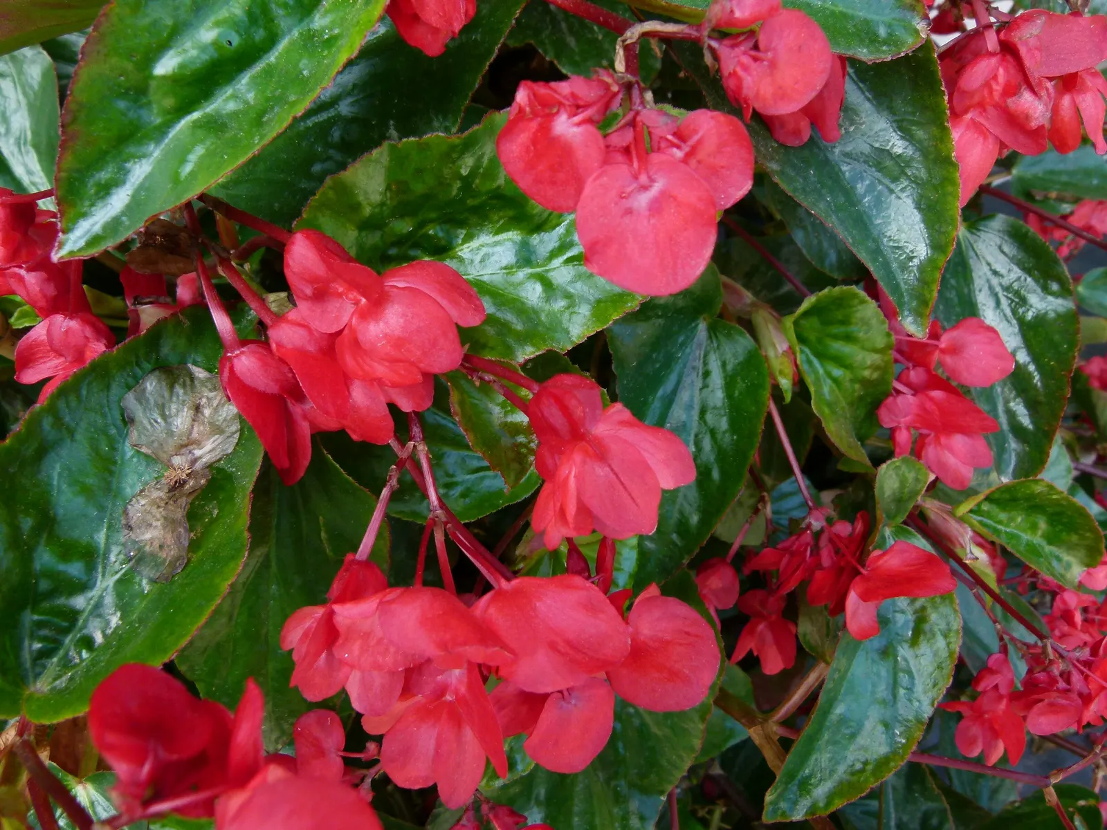 Dragon Wing® Red Bronze Leaf (Begonia interspecific) — USDA Hardiness Zones 9-11