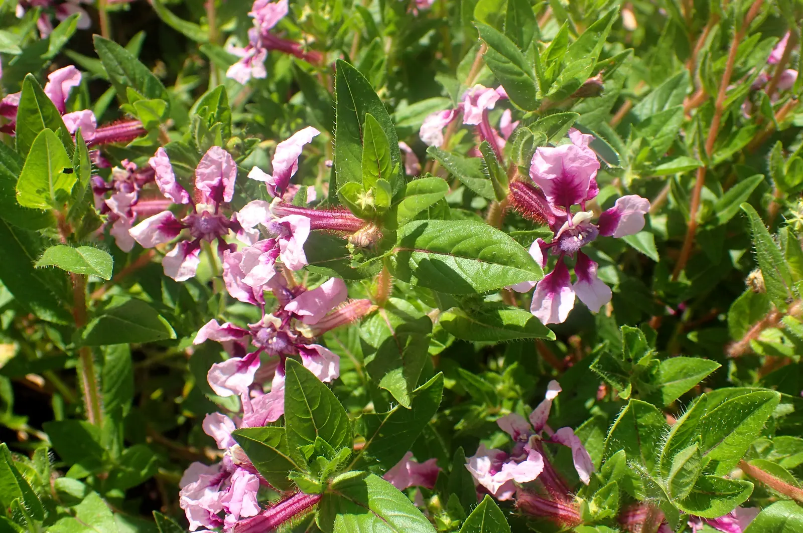 Vienco Cuphea (Cuphea Llavea 'Vienco') — commonly known as Vienco Cuphea