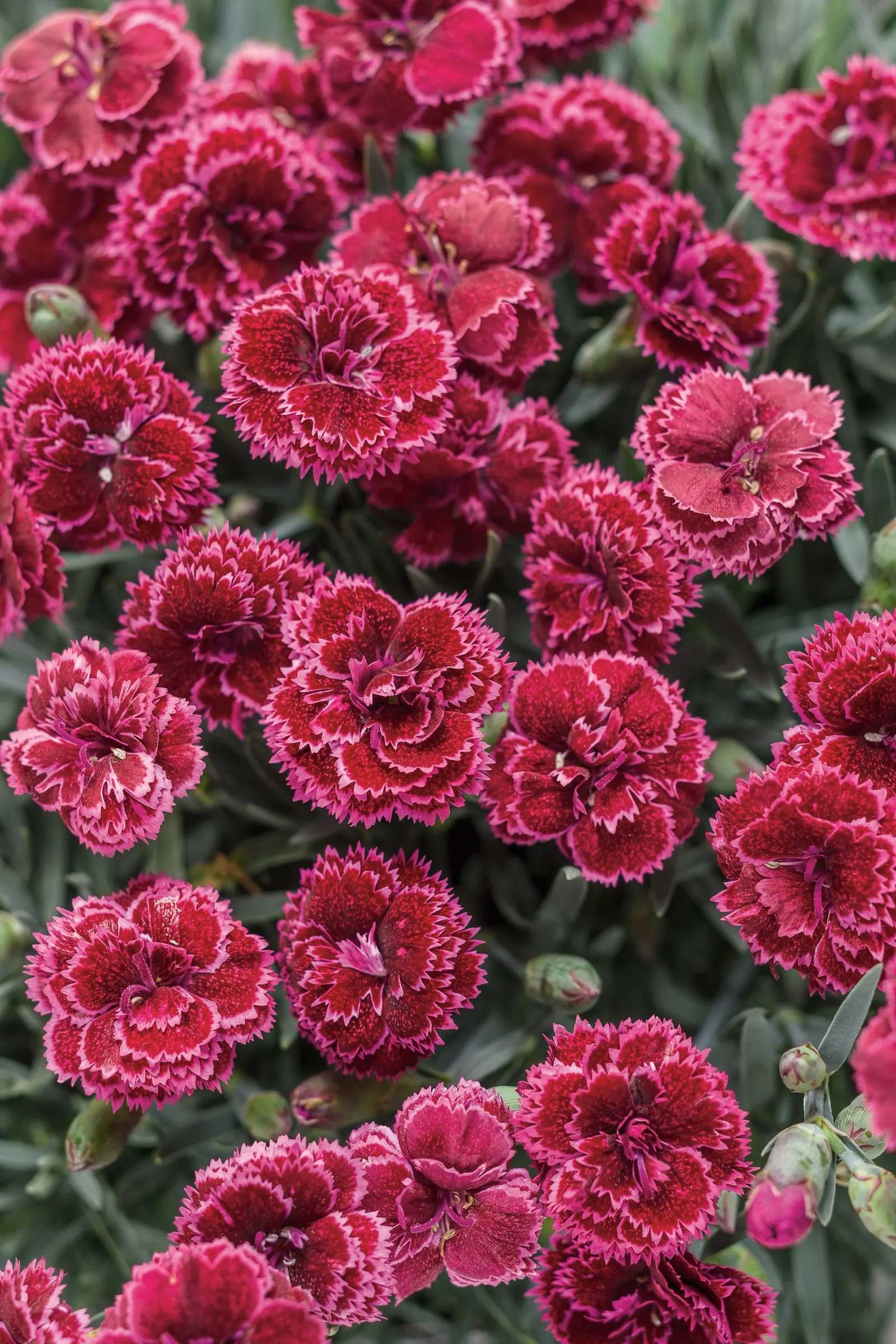 'Black Cherry Frost' Pinks (Dianthus hybrid) — Proven Winners - Fruit Punch® 'Black Cherry Frost' - Pinks - Dianthus hybrid red velvety red plant details