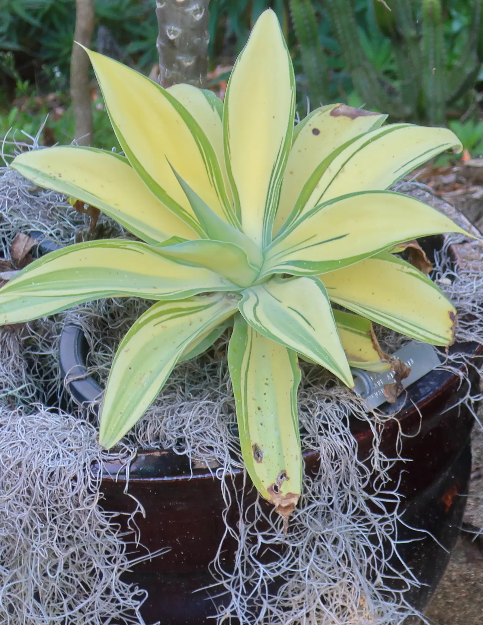 Variegated Fox Tail Agave (Agave Attenuata 'Variegata') — showcases elegant rosettes with smooth