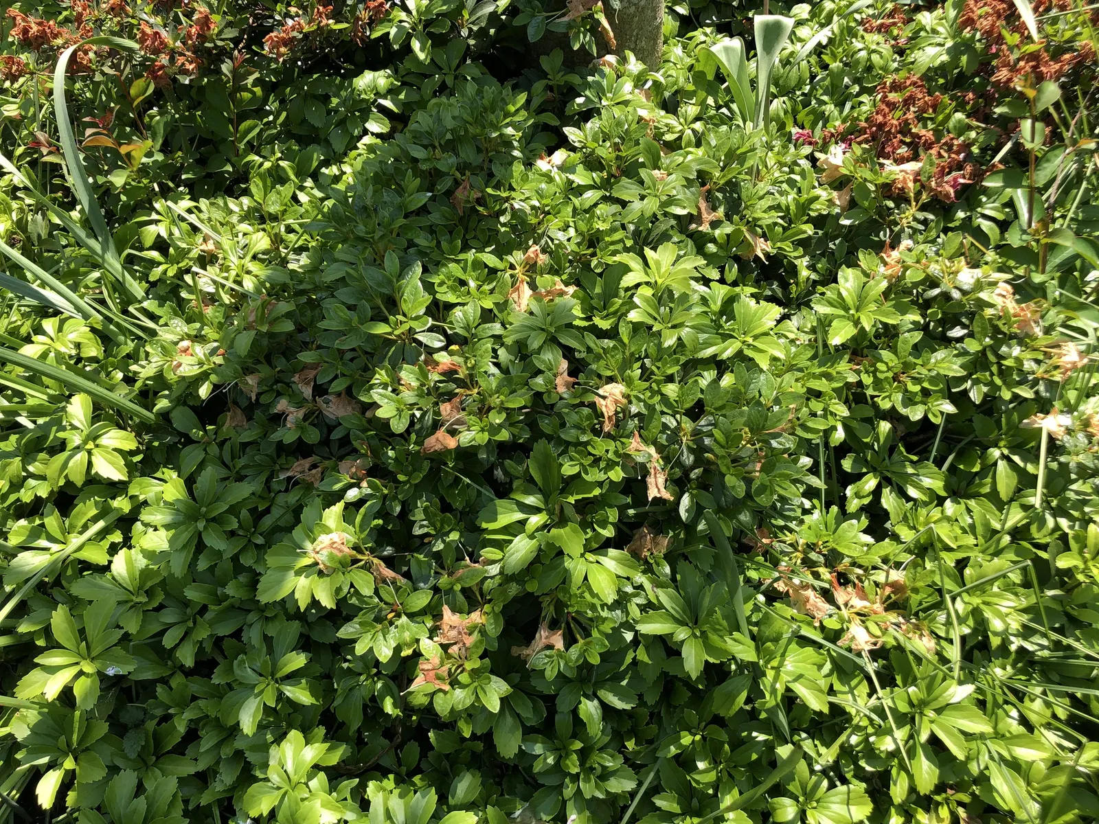 Girard's Pleasant White Azalea (Azalea 'Girard's Pleasant White') — It prefers a moist environment, so regular watering is necessary, especially, image 40