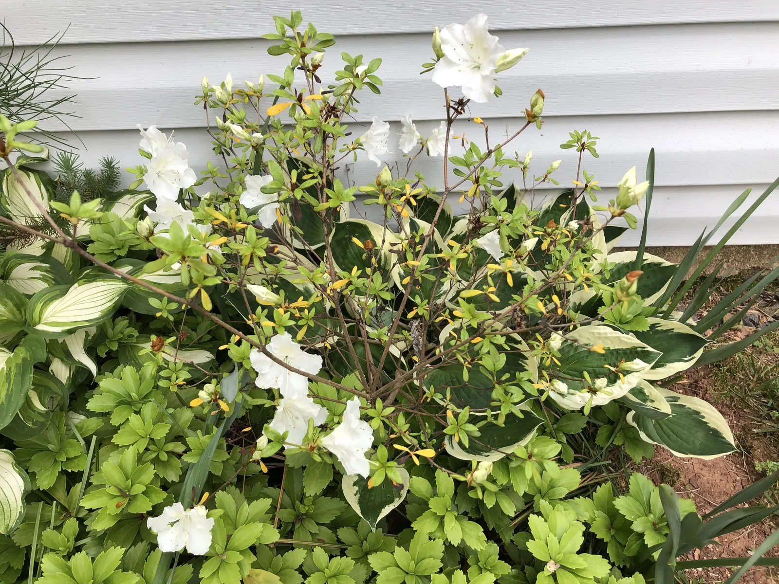 Girard's Pleasant White Azalea (Azalea 'Girard's Pleasant White') — Maturing to a compact 2-4 ft in height and spread, it thrives in partial sun; pure white