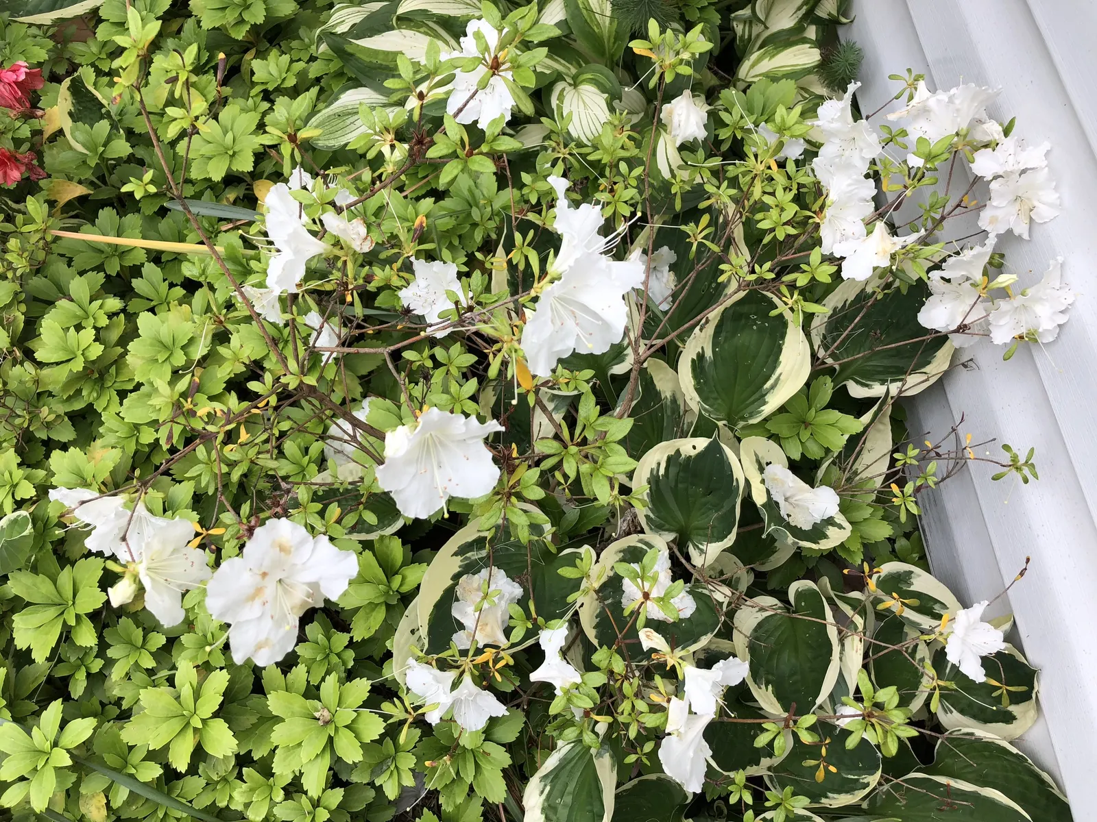 Girard's Pleasant White Azalea (Azalea 'Girard's Pleasant White') — The Azalea 'Girard's Pleasant White' is a striking; maturing to a compact 2-4, image 45