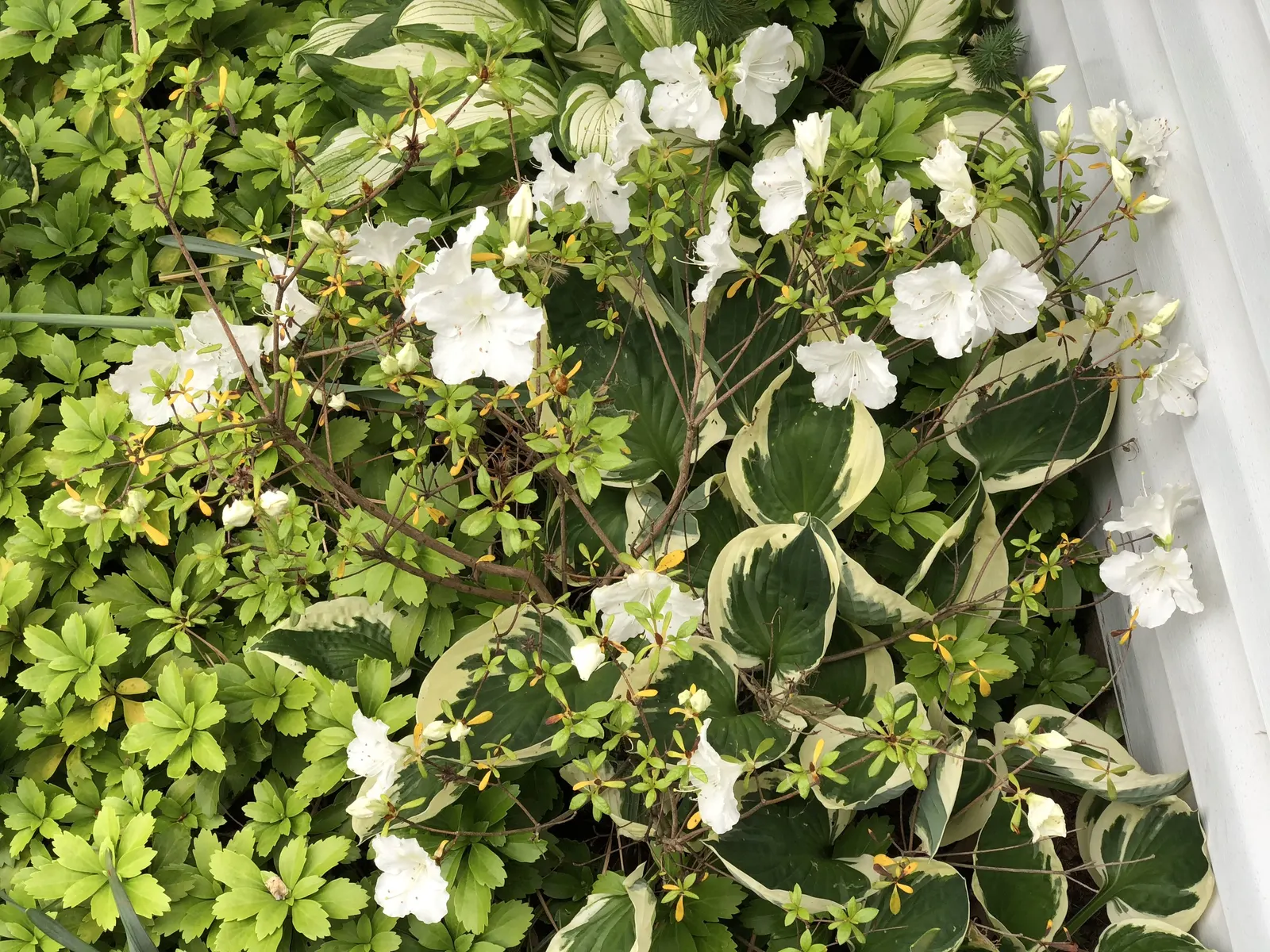 Girard's Pleasant White Azalea (Azalea 'Girard's Pleasant White') — pure white blooms accentuated by a vivid yellow flare; it prefers a moist environment, so