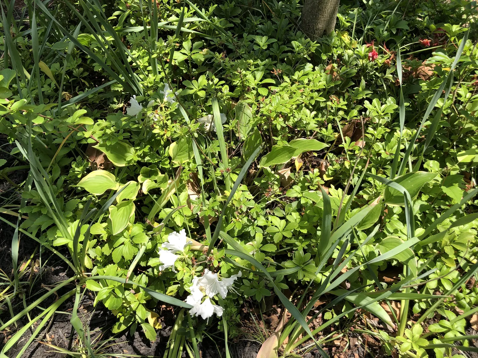 Girard's Pleasant White Azalea (Azalea 'Girard's Pleasant White') — making it an ideal choice for foundation plantings