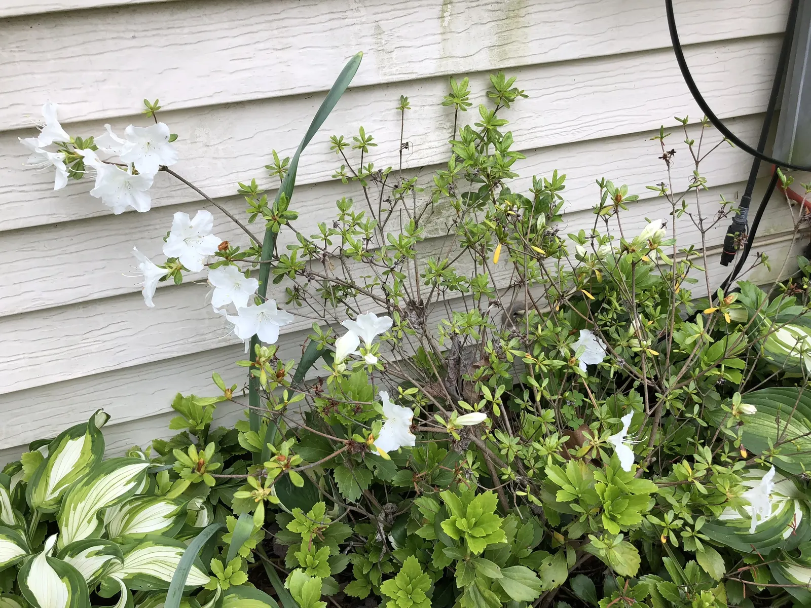 Girard's Pleasant White Azalea (Azalea 'Girard's Pleasant White') — white flowers in the garden
