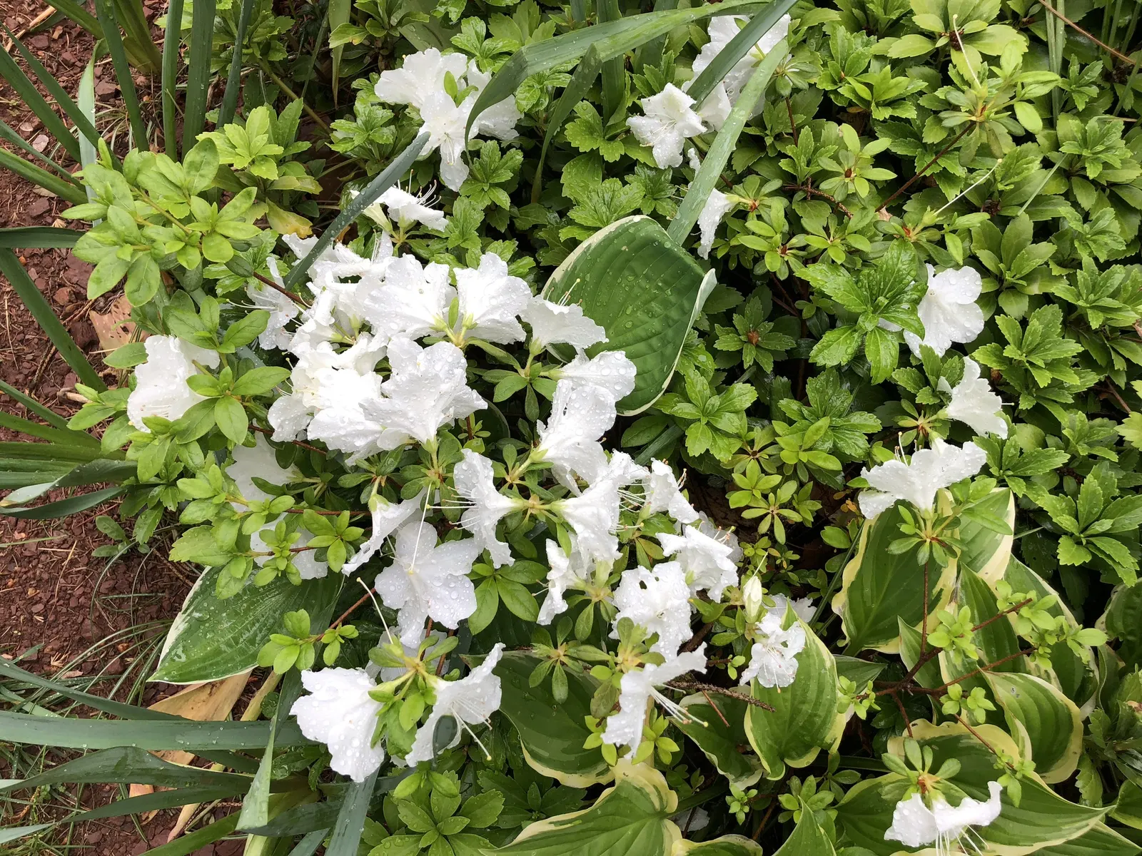 Girard's Pleasant White Azalea (Azalea 'Girard's Pleasant White') — These vibrant blooms create a striking contrast against the shrub's rich