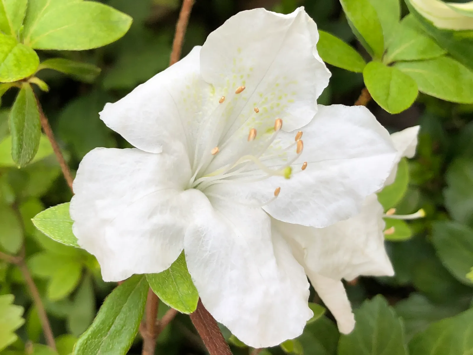 Girard's Pleasant White Azalea (Azalea 'Girard's Pleasant White') — These vibrant blooms create a striking contrast against the shrub's rich; the Azalea