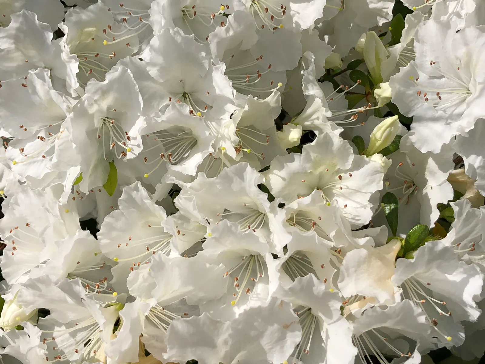 Girard's Pleasant White Azalea (Azalea 'Girard's Pleasant White') — plant this azalea in well-drained; shrub with white blooms