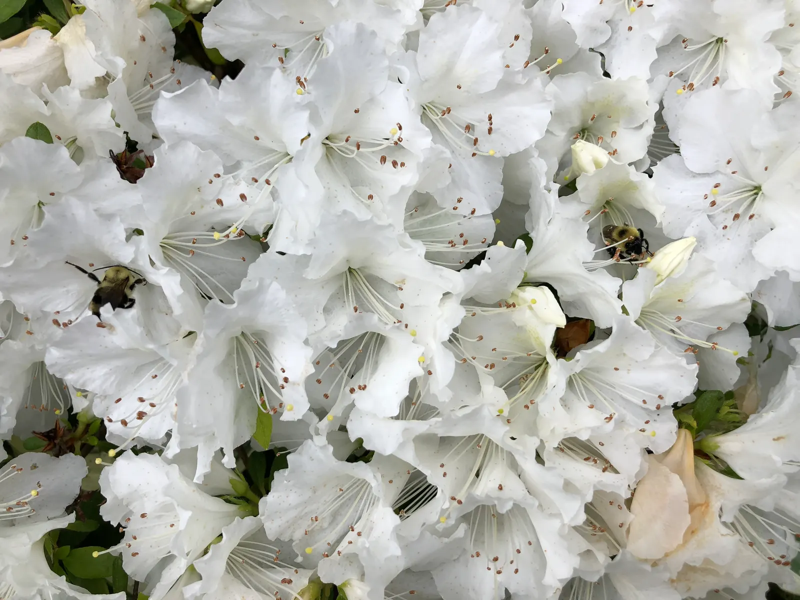 Girard's Pleasant White Azalea (Azalea 'Girard's Pleasant White') — The Azalea 'Girard's Pleasant White' is a striking