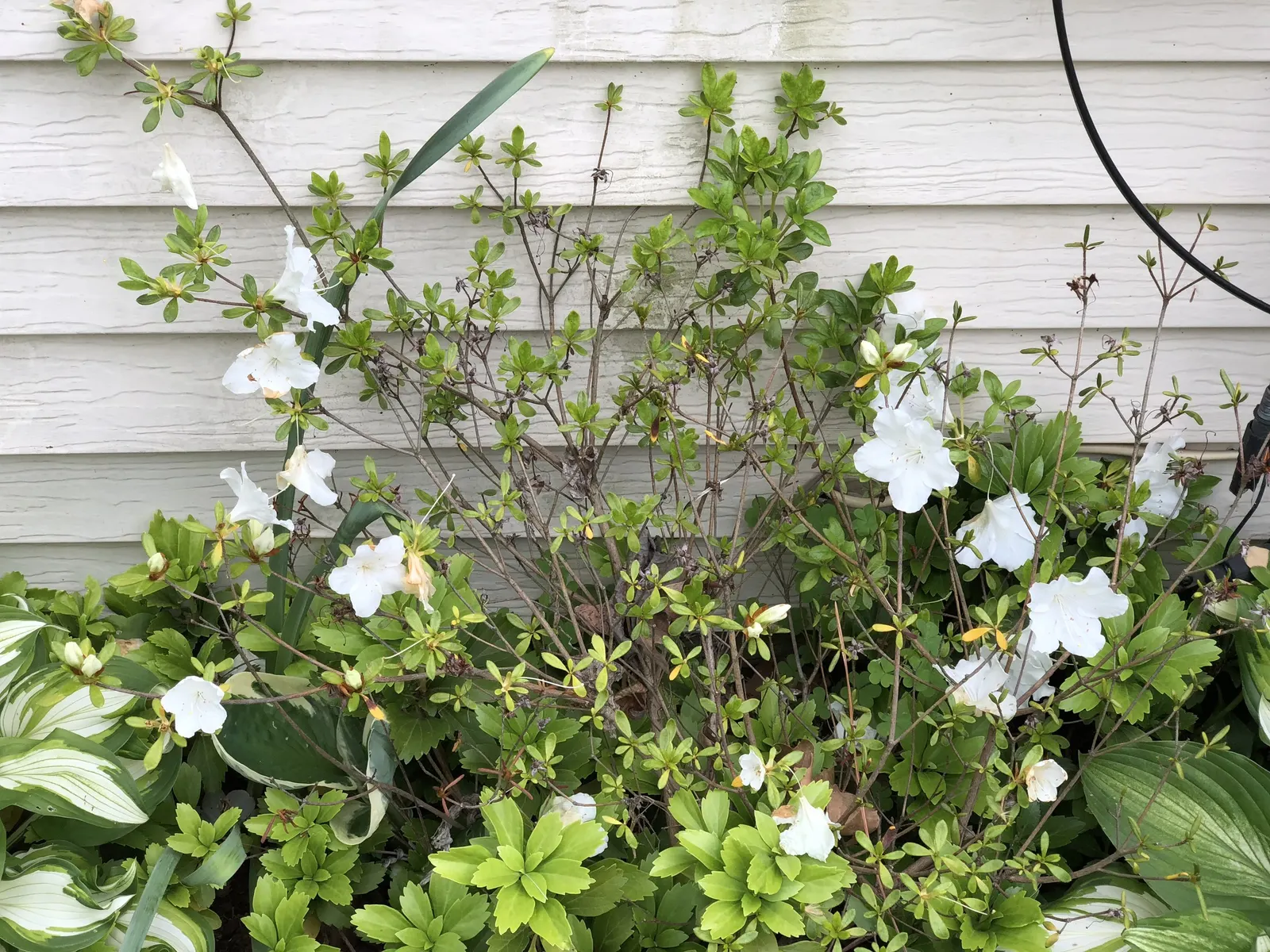 Girard's Pleasant White Azalea (Azalea 'Girard's Pleasant White') — Hardy in zones 6-9, it's excellent for foundation plantings, borders, or as a focal point
