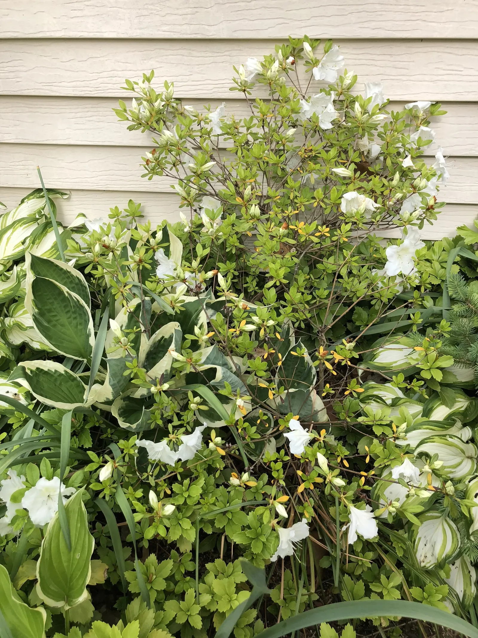 Girard's Pleasant White Azalea (Azalea 'Girard's Pleasant White') — Preferring acidic soil, it blooms profusely in spring, enhancing garden aesthetics