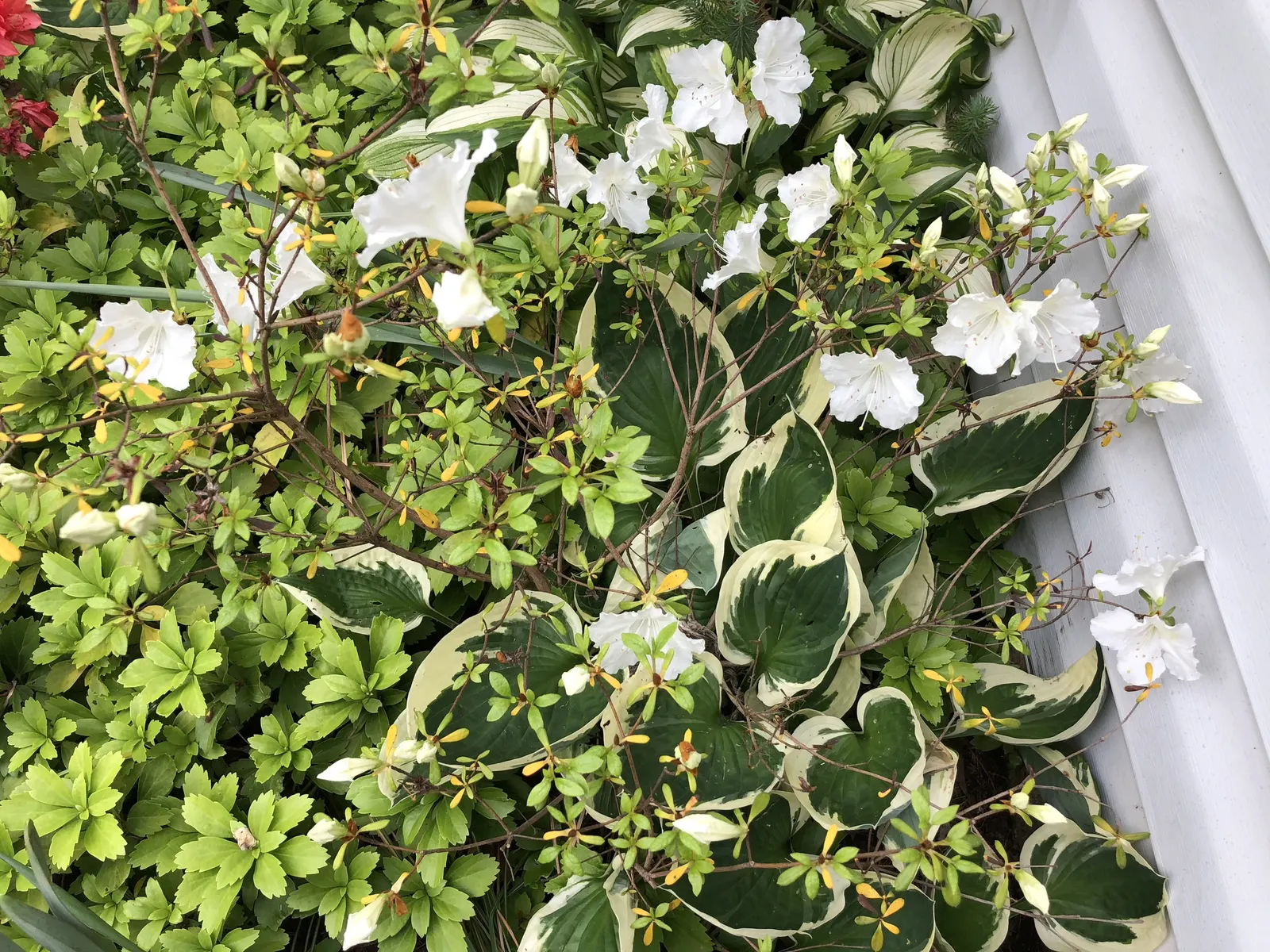 Girard's Pleasant White Azalea (Azalea 'Girard's Pleasant White') — The Azalea 'Girard's Pleasant White' is a striking; maturing to a compact 2-4 ft in height
