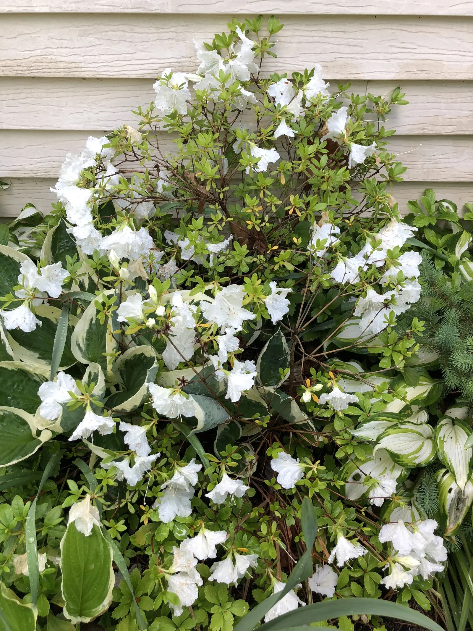 Girard's Pleasant White Azalea (Azalea 'Girard's Pleasant White') — humus-rich soil with a slightly acidic pH