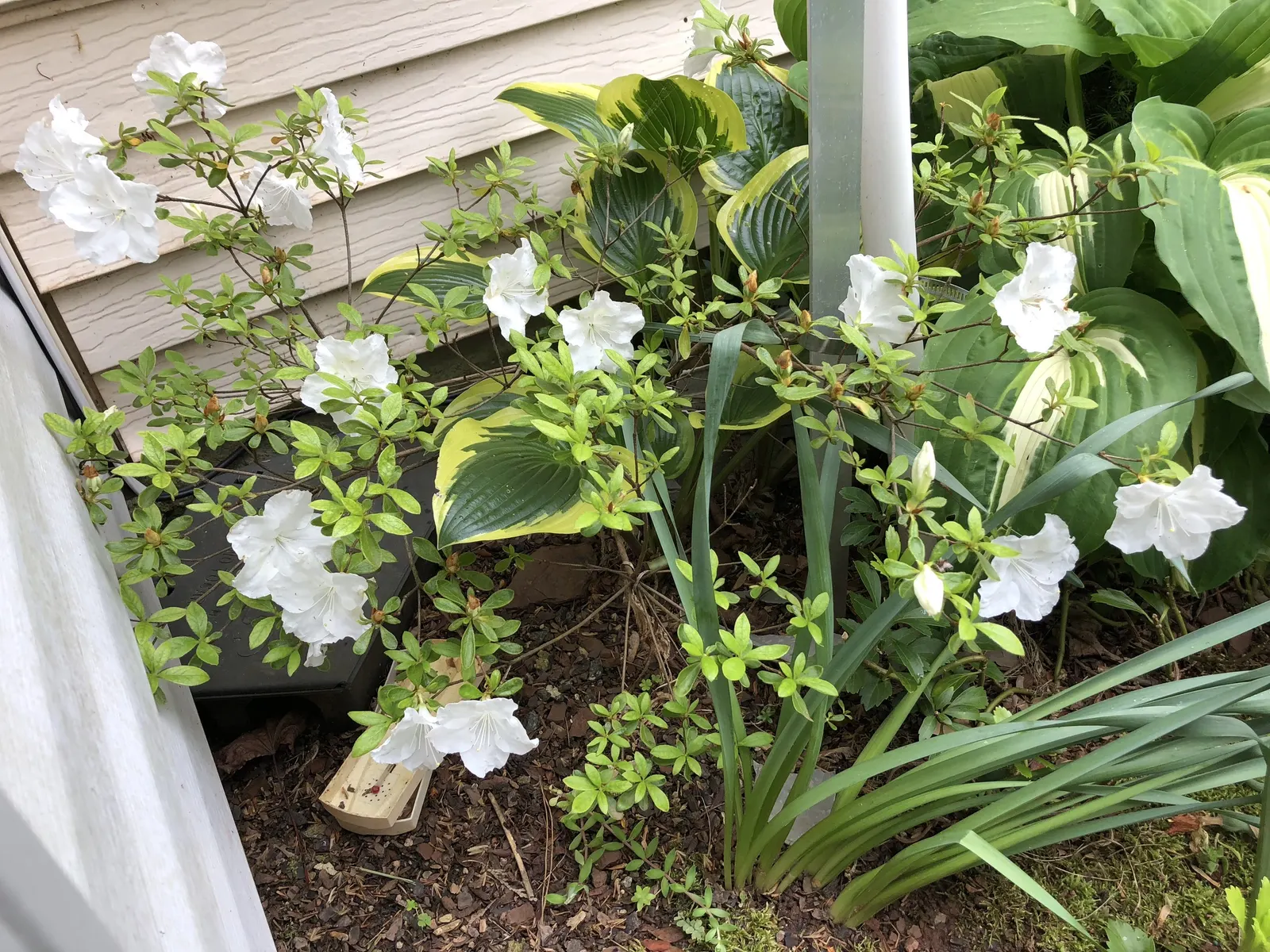 Girard's Pleasant White Azalea (Azalea 'Girard's Pleasant White') — plant this azalea in well-drained