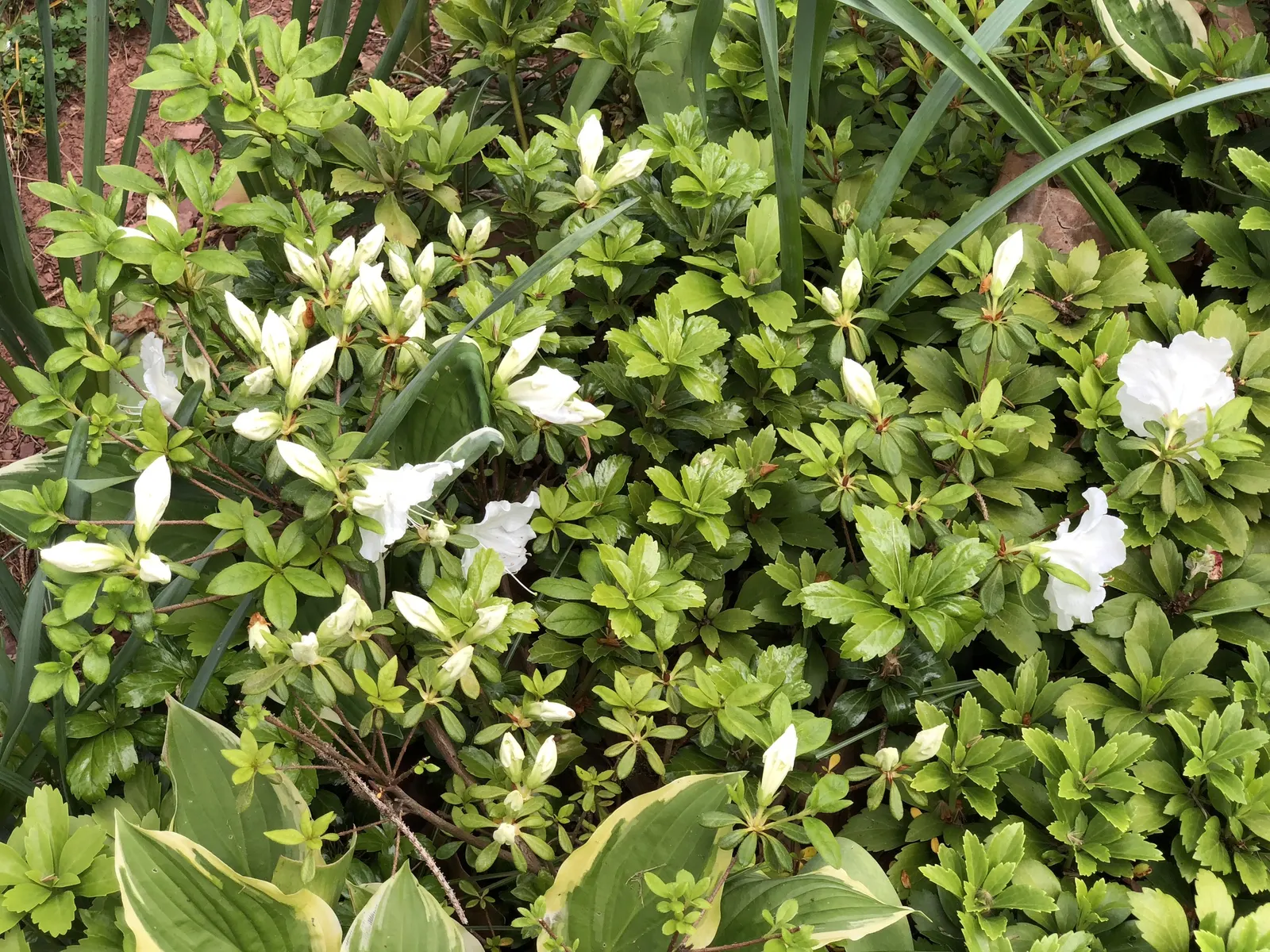 Girard's Pleasant White Azalea (Azalea 'Girard's Pleasant White') — It prefers a moist environment, so regular watering is necessary, especially during dry