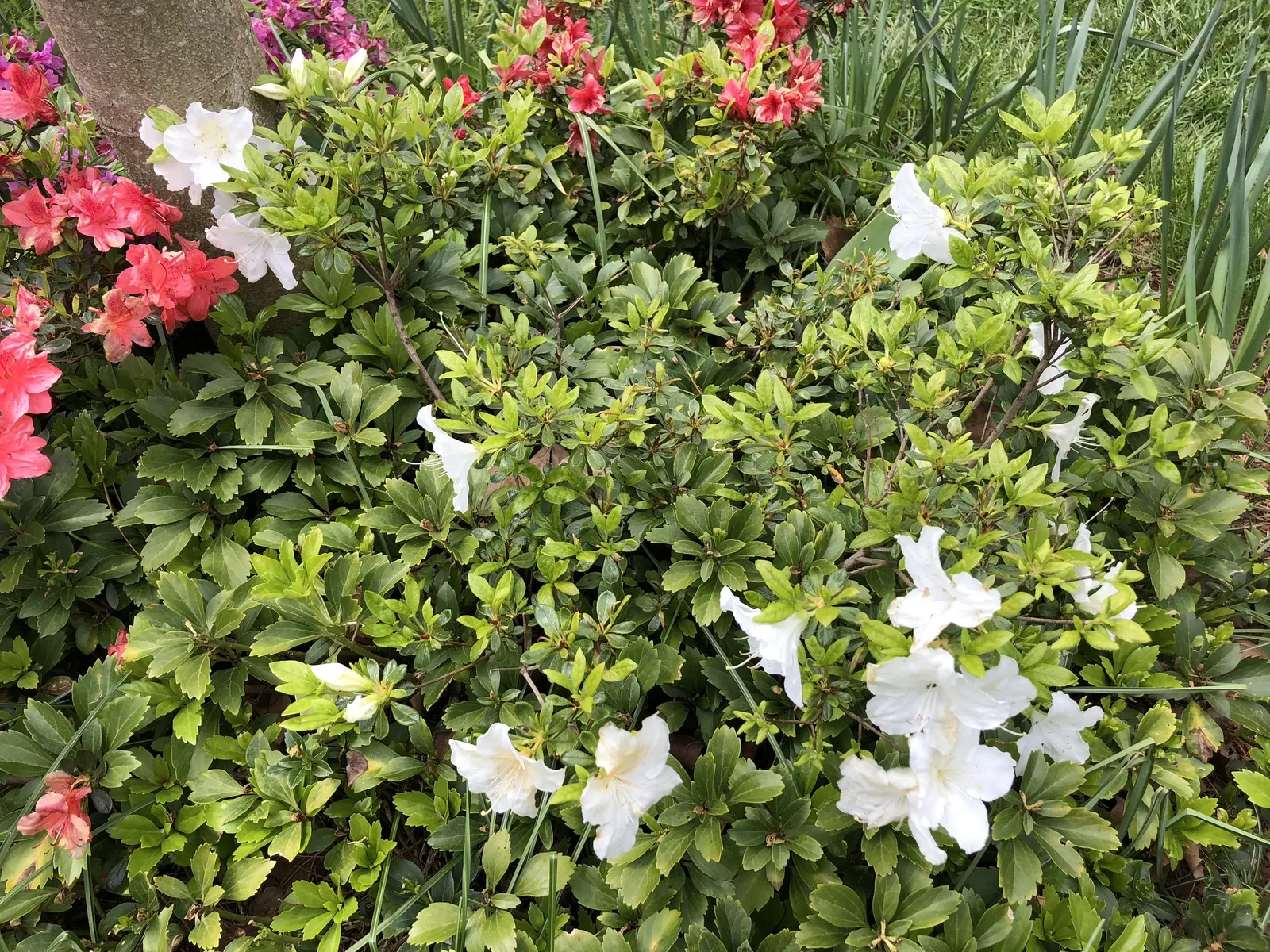 Girard's Pleasant White Azalea (Azalea 'Girard's Pleasant White') — evergreen shrub renowned for its showy