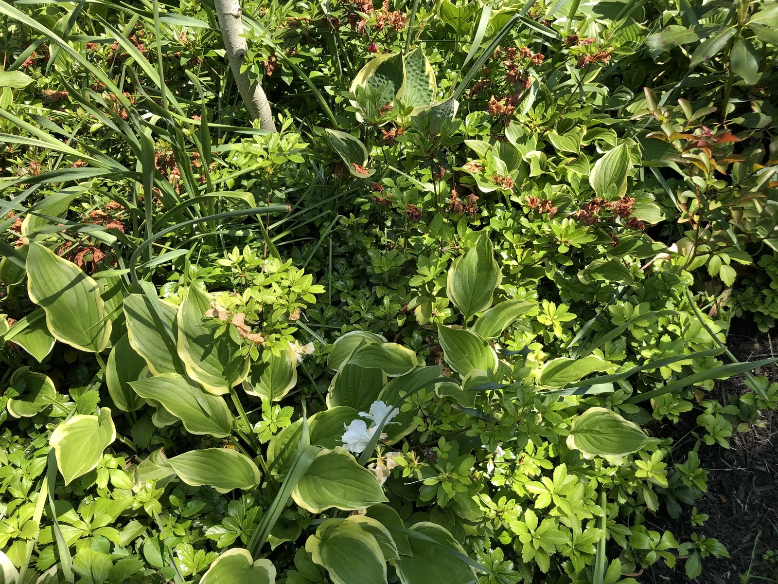 Girard's Pleasant White Azalea (Azalea 'Girard's Pleasant White') — shrub with white blooms
