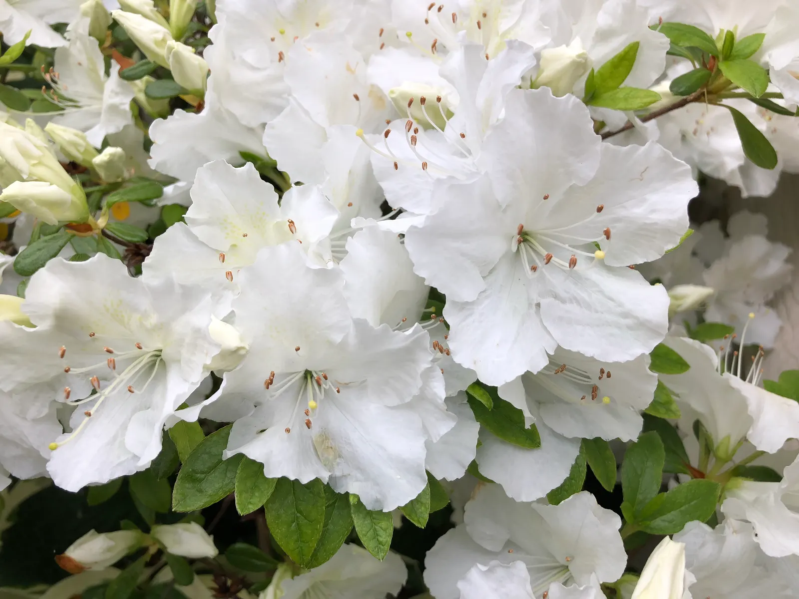 Girard's Pleasant White Azalea (Azalea 'Girard's Pleasant White') — making it an ideal choice for foundation plantings; trumpet-shaped flowers that are