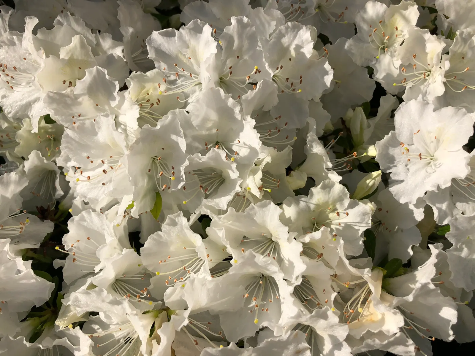Girard's Pleasant White Azalea (Azalea 'Girard's Pleasant White') — though it can tolerate some morning sun with protection from harsh afternoon, image 37