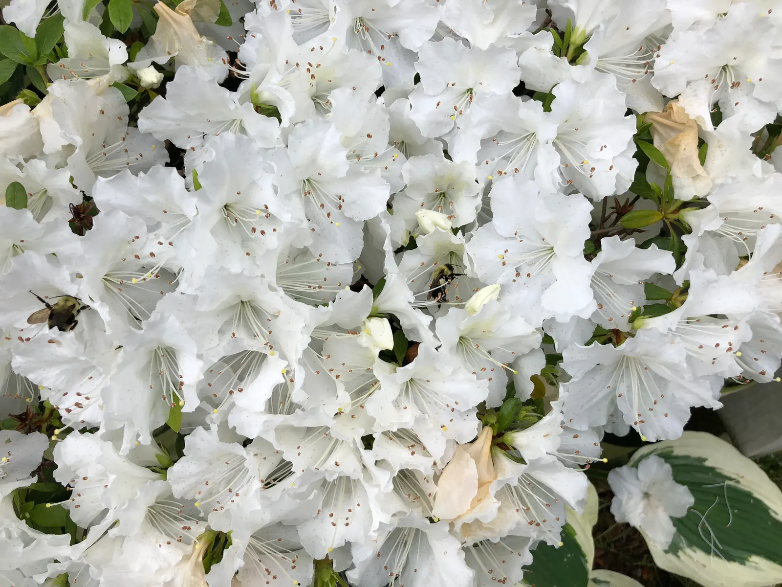 Girard's Pleasant White Azalea (Azalea 'Girard's Pleasant White') — though it can tolerate some morning sun with protection from harsh afternoon
