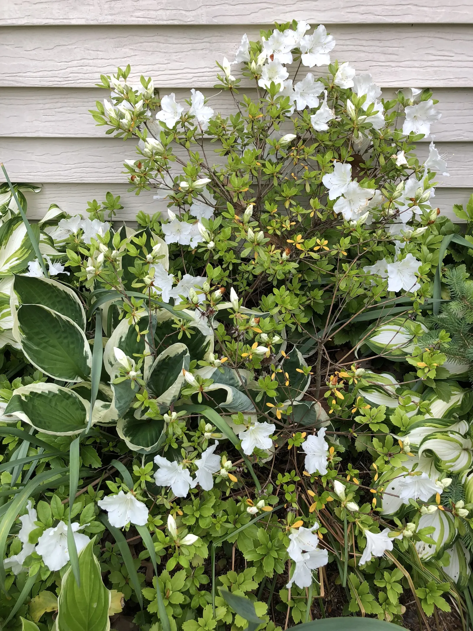 Girard's Pleasant White Azalea (Azalea 'Girard's Pleasant White') — or as part of a woodland garden