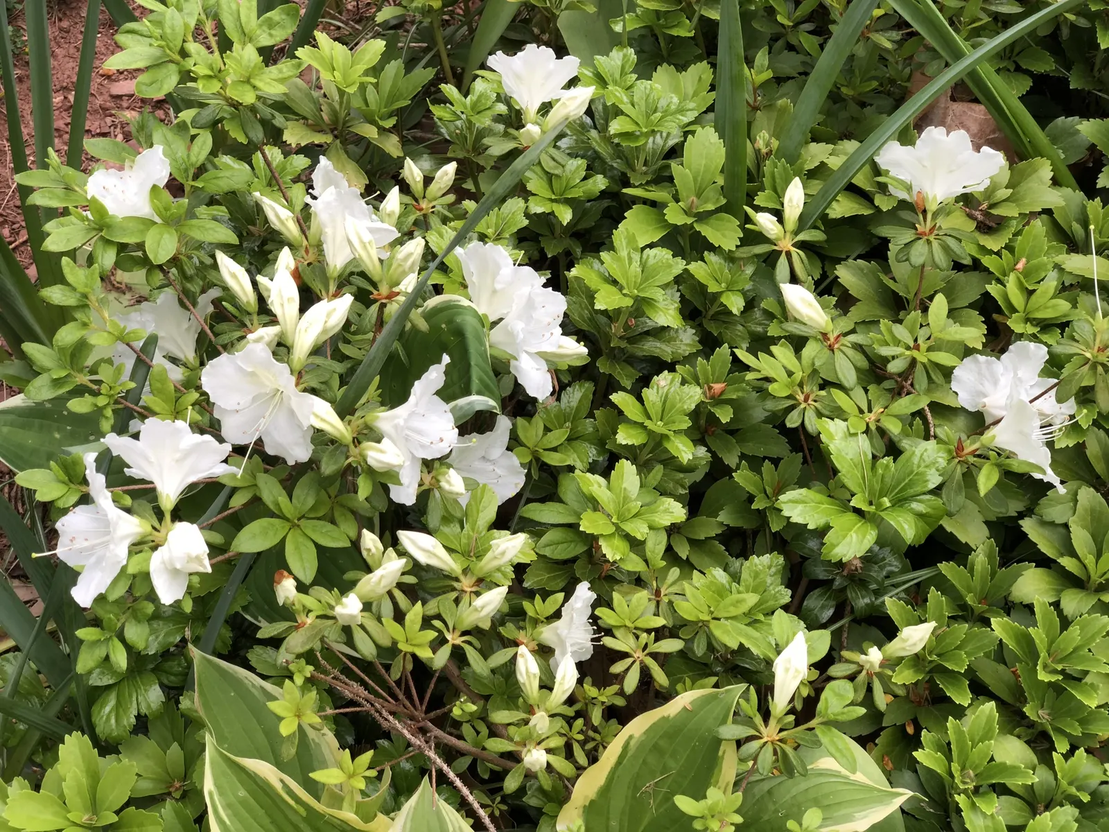 Girard's Pleasant White Azalea (Azalea 'Girard's Pleasant White') — Well-suited for USDA Hardiness Zones 5 through 8; shrub for half or shade