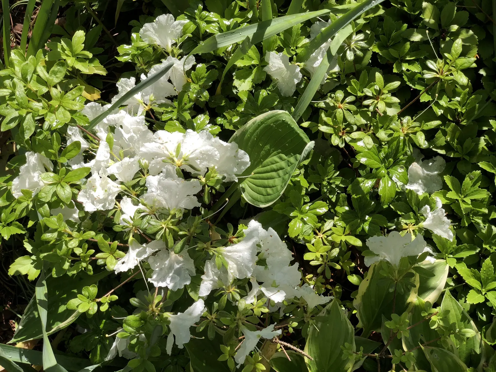 Girard's Pleasant White Azalea (Azalea 'Girard's Pleasant White') — Maturing to a compact 2-4 ft in height and spread, it thrives in partial sun, image 48