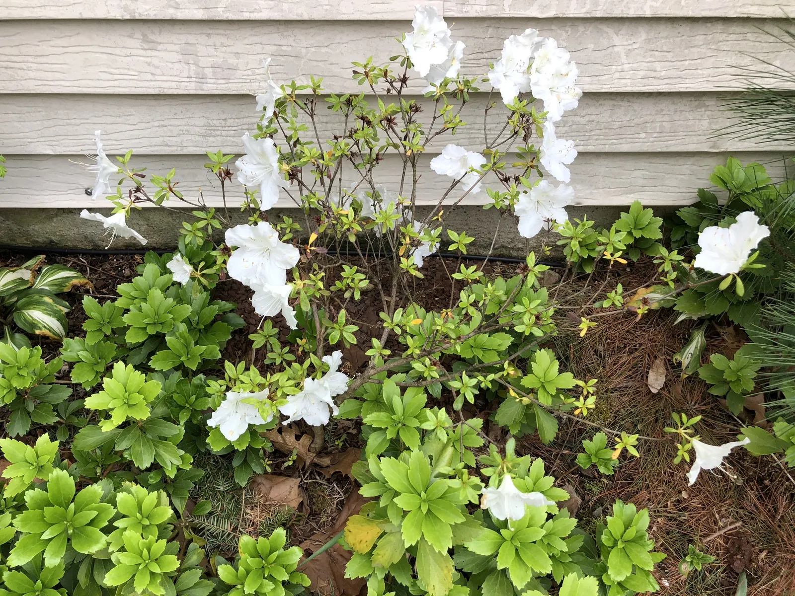 Girard's Pleasant White Azalea (Azalea 'Girard's Pleasant White') — shrub for half or shade