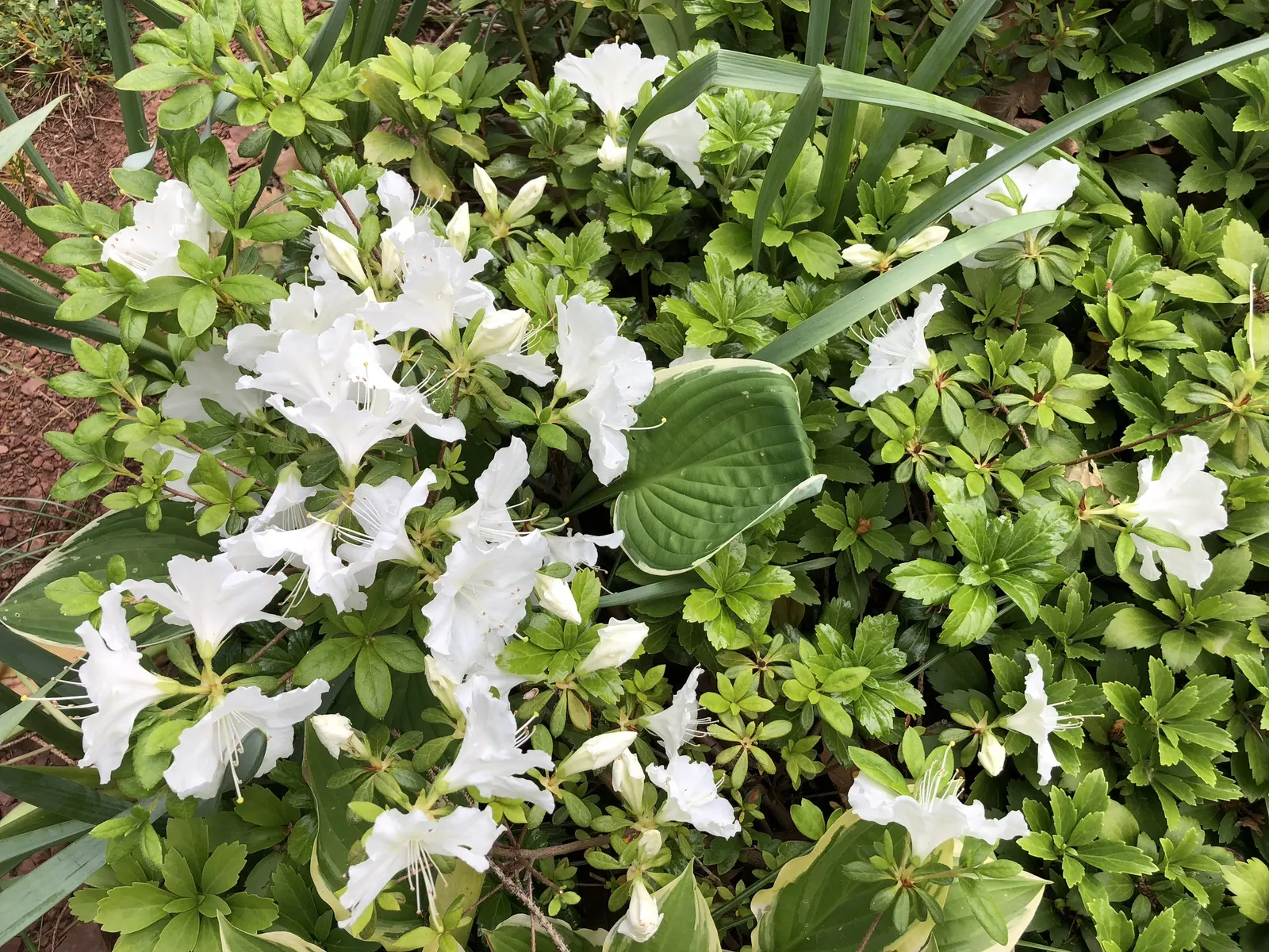Girard's Pleasant White Azalea (Azalea 'Girard's Pleasant White') — Hardy in zones 6-9, it's excellent for foundation plantings, borders, or as a, image 28