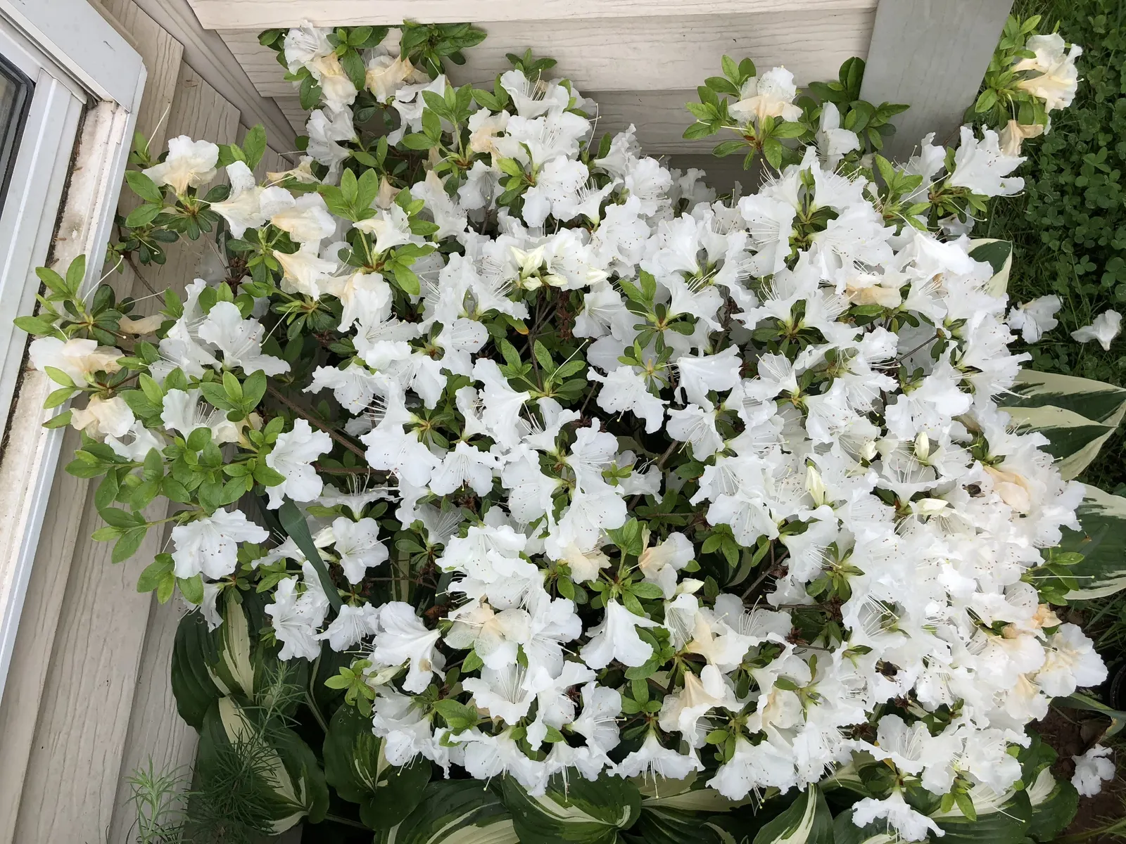 Girard's Pleasant White Azalea (Azalea 'Girard's Pleasant White') — This deciduous shrub is renowned for its abundance of pure white