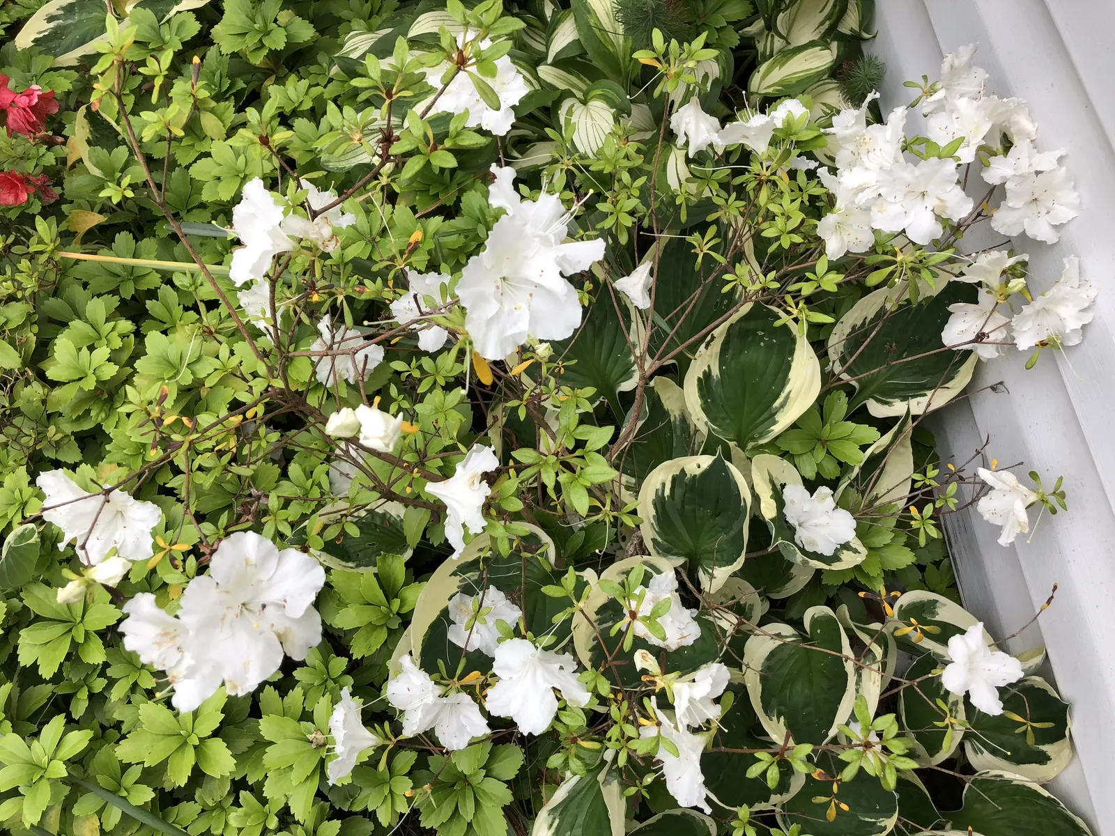 Girard's Pleasant White Azalea (Azalea 'Girard's Pleasant White') — white flowers in the garden; preferring acidic soil, it blooms profusely in spring