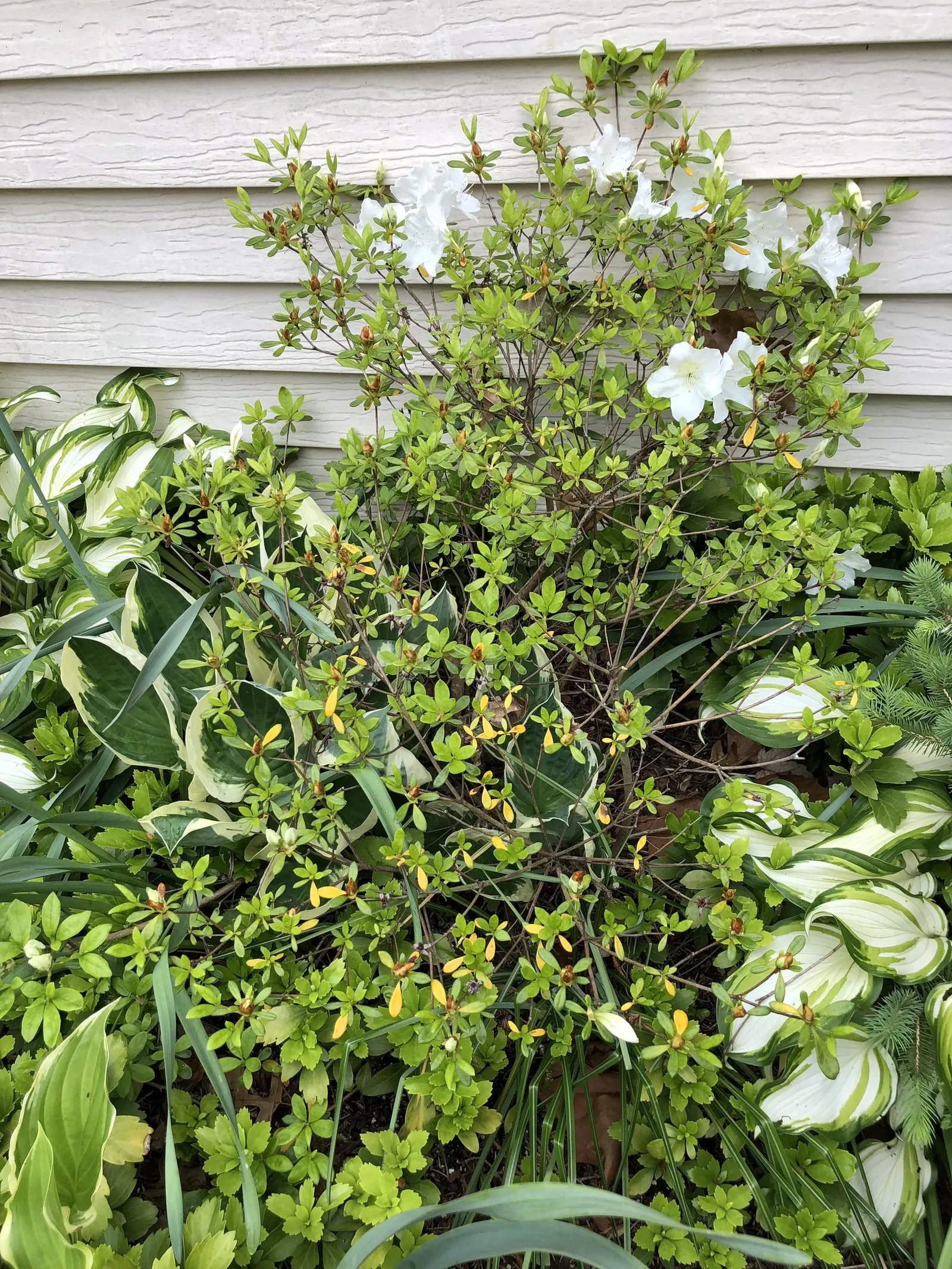 Girard's Pleasant White Azalea (Azalea 'Girard's Pleasant White') — Well-suited for USDA Hardiness Zones 5 through 8