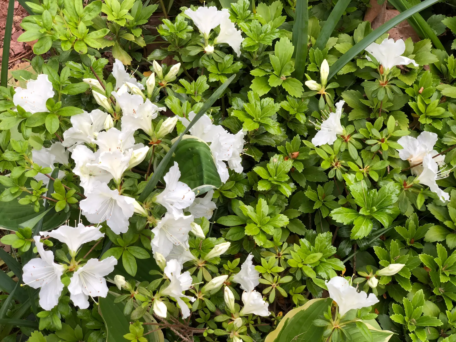 Girard's Pleasant White Azalea (Azalea 'Girard's Pleasant White') — evergreen shrub renowned for its showy; making it an ideal choice for, image 46