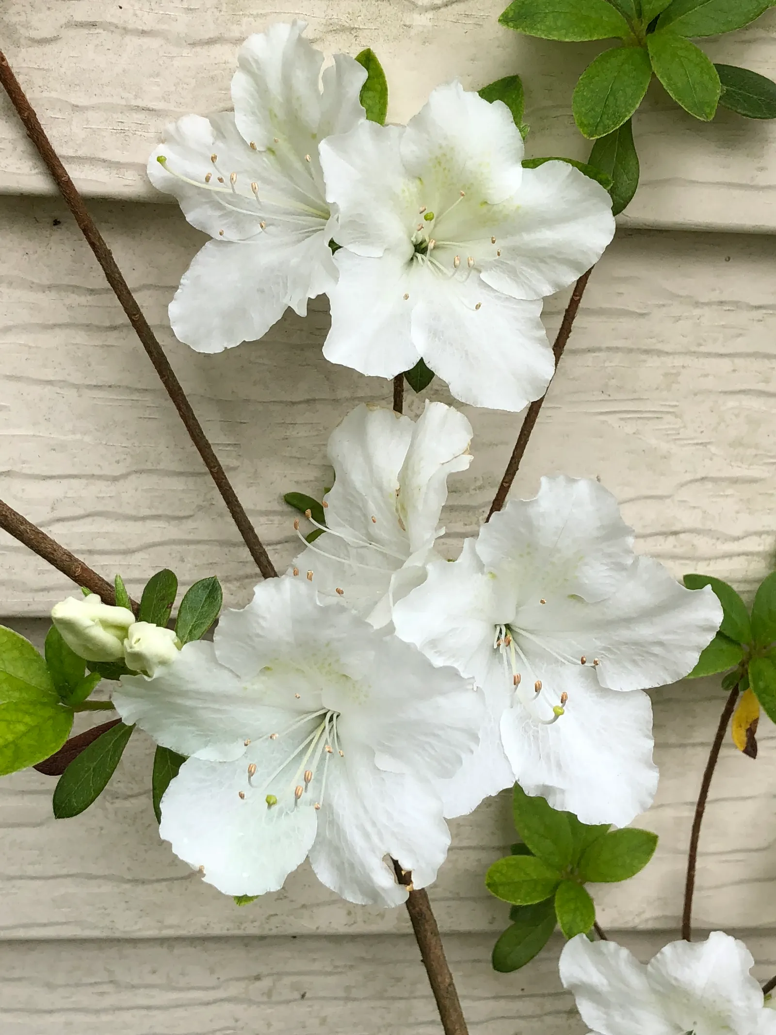 Girard's Pleasant White Azalea (Azalea 'Girard's Pleasant White') — evergreen shrub renowned for its showy; making it an ideal choice for foundation plantings