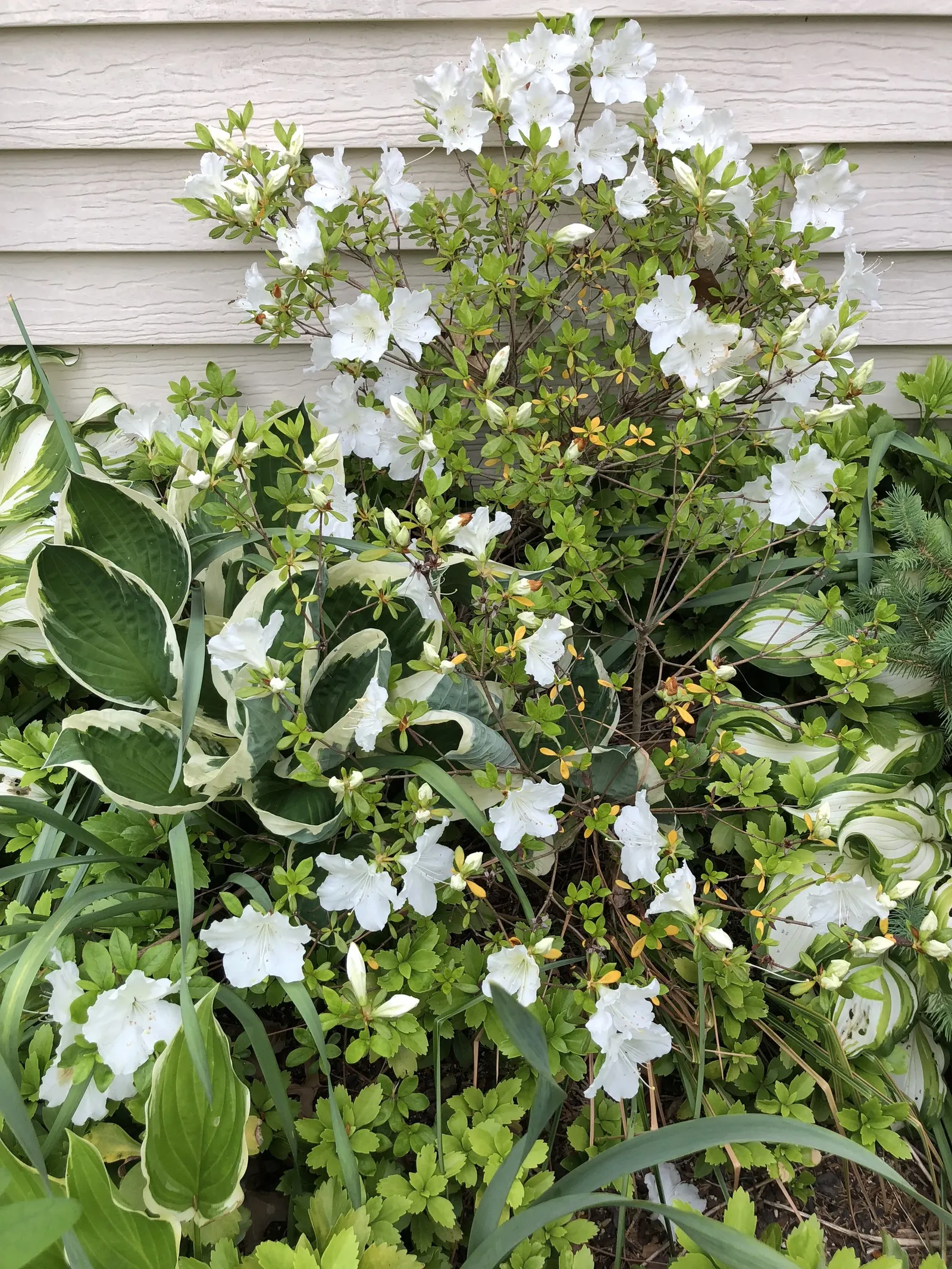 Girard's Pleasant White Azalea (Azalea 'Girard's Pleasant White') — trumpet-shaped flowers that are approximately 2 to 3 inches across; each with a slight