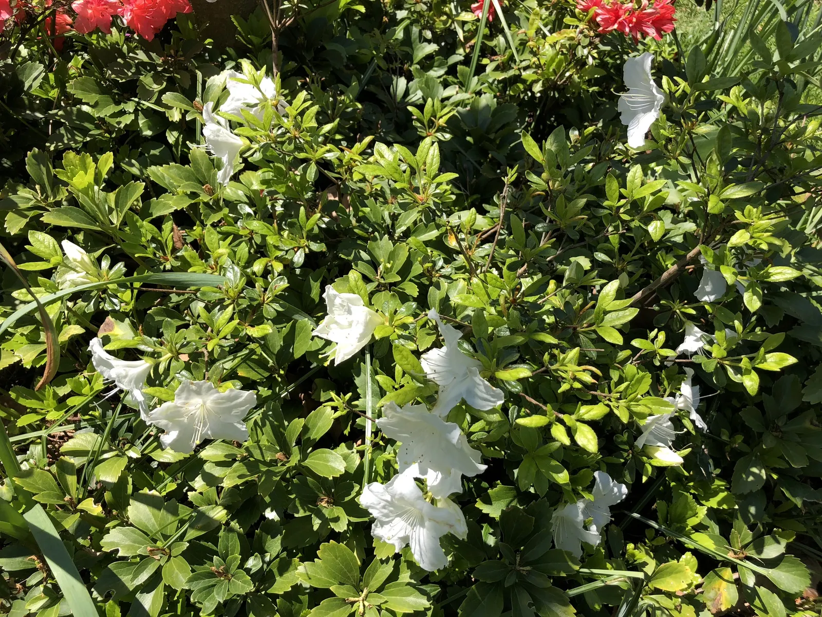 Girard's Pleasant White Azalea (Azalea 'Girard's Pleasant White') — or as part of a woodland garden; though it can tolerate some morning sun with protection