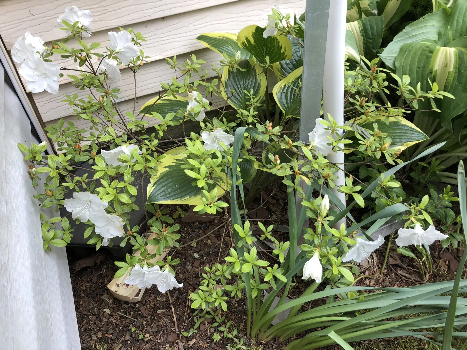 Girard's Pleasant White Azalea (Azalea 'Girard's Pleasant White') — Hardy in zones 6-9, it's excellent for foundation plantings, borders, or as a, image 50