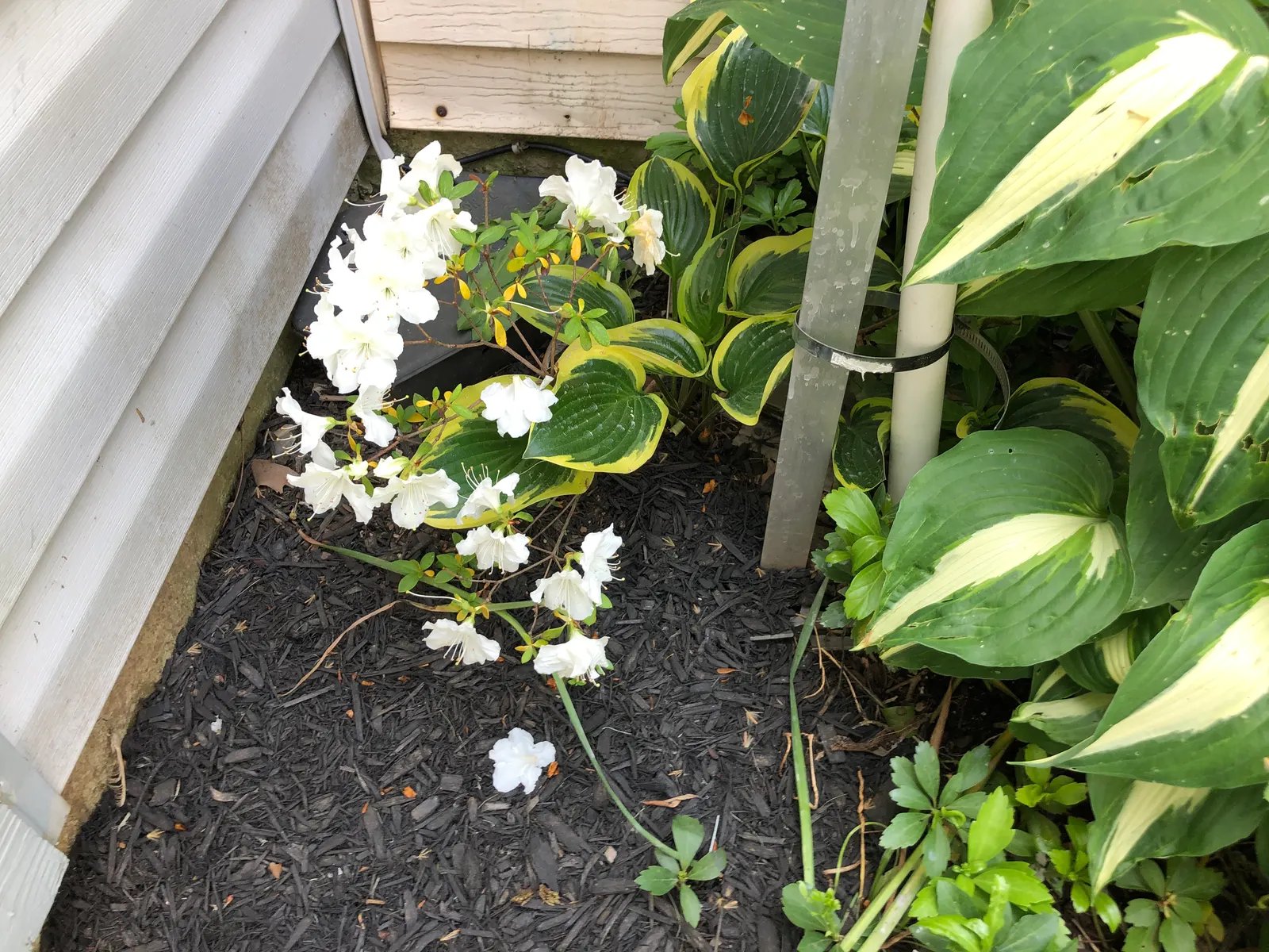 Girard's Pleasant White Azalea (Azalea 'Girard's Pleasant White') — 'Girard's Pleasant White' thrives in partial to full shade