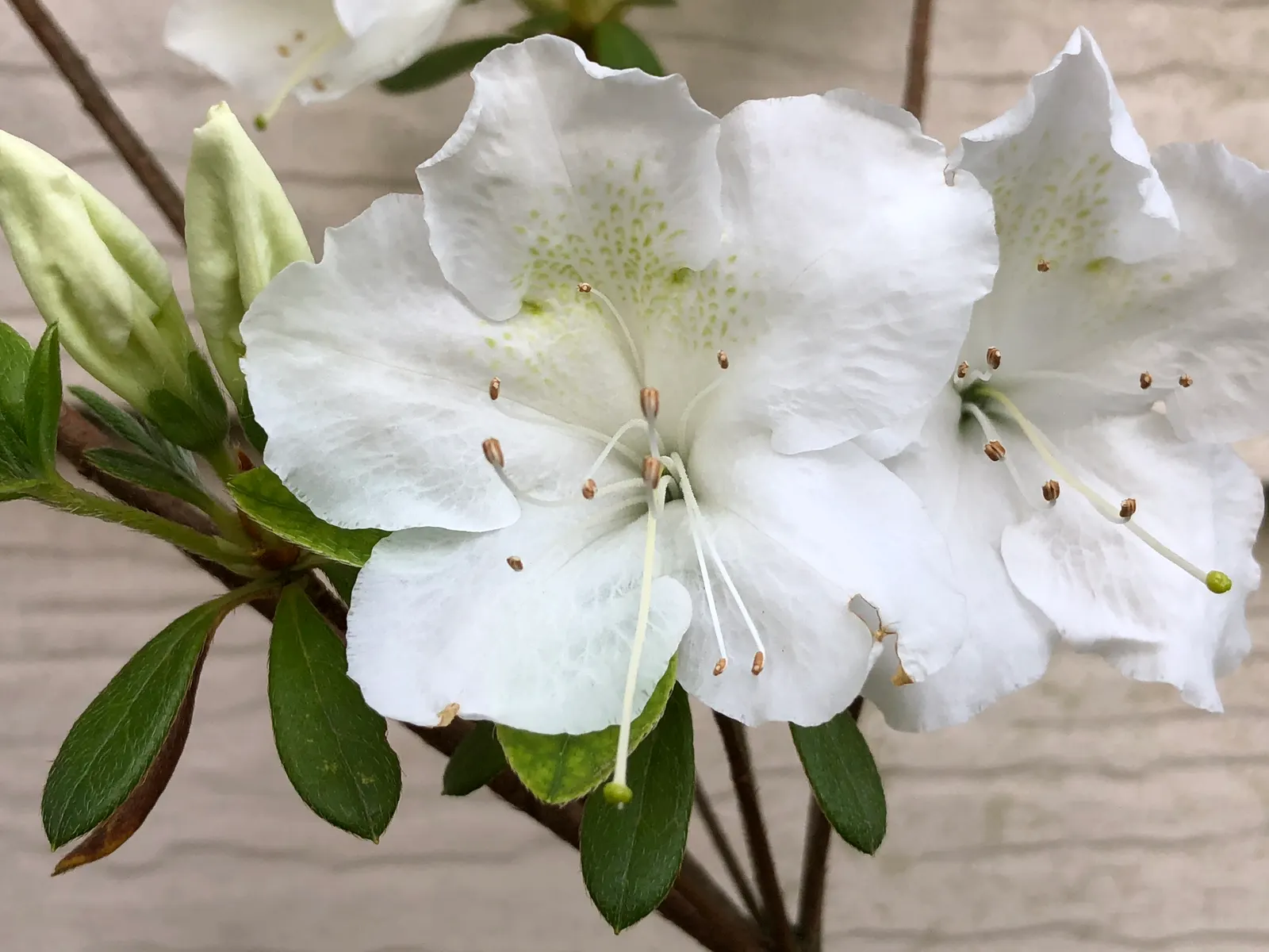 Girard's Pleasant White Azalea (Azalea 'Girard's Pleasant White') — Preferring acidic soil, it blooms profusely in spring, enhancing garden aesthetics; these