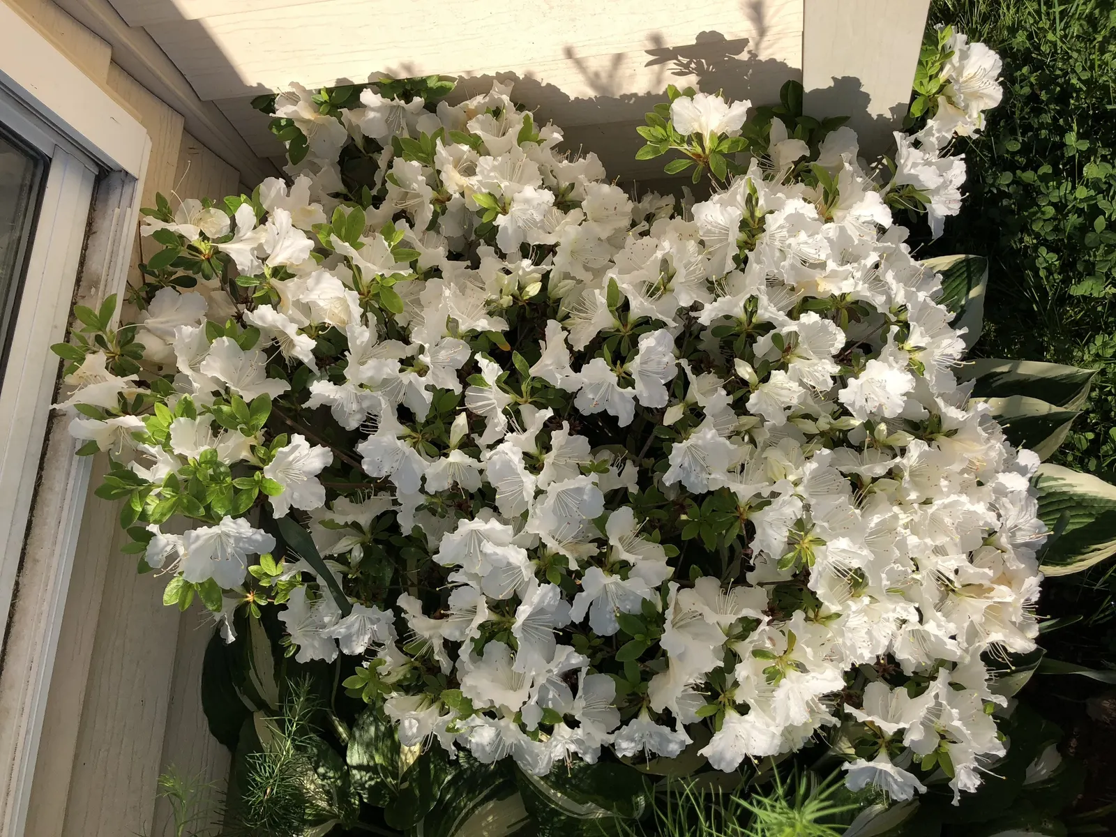 Girard's Pleasant White Azalea (Azalea 'Girard's Pleasant White') — humus-rich soil with a slightly acidic pH; hardy in zones 6-9, it's excellent for